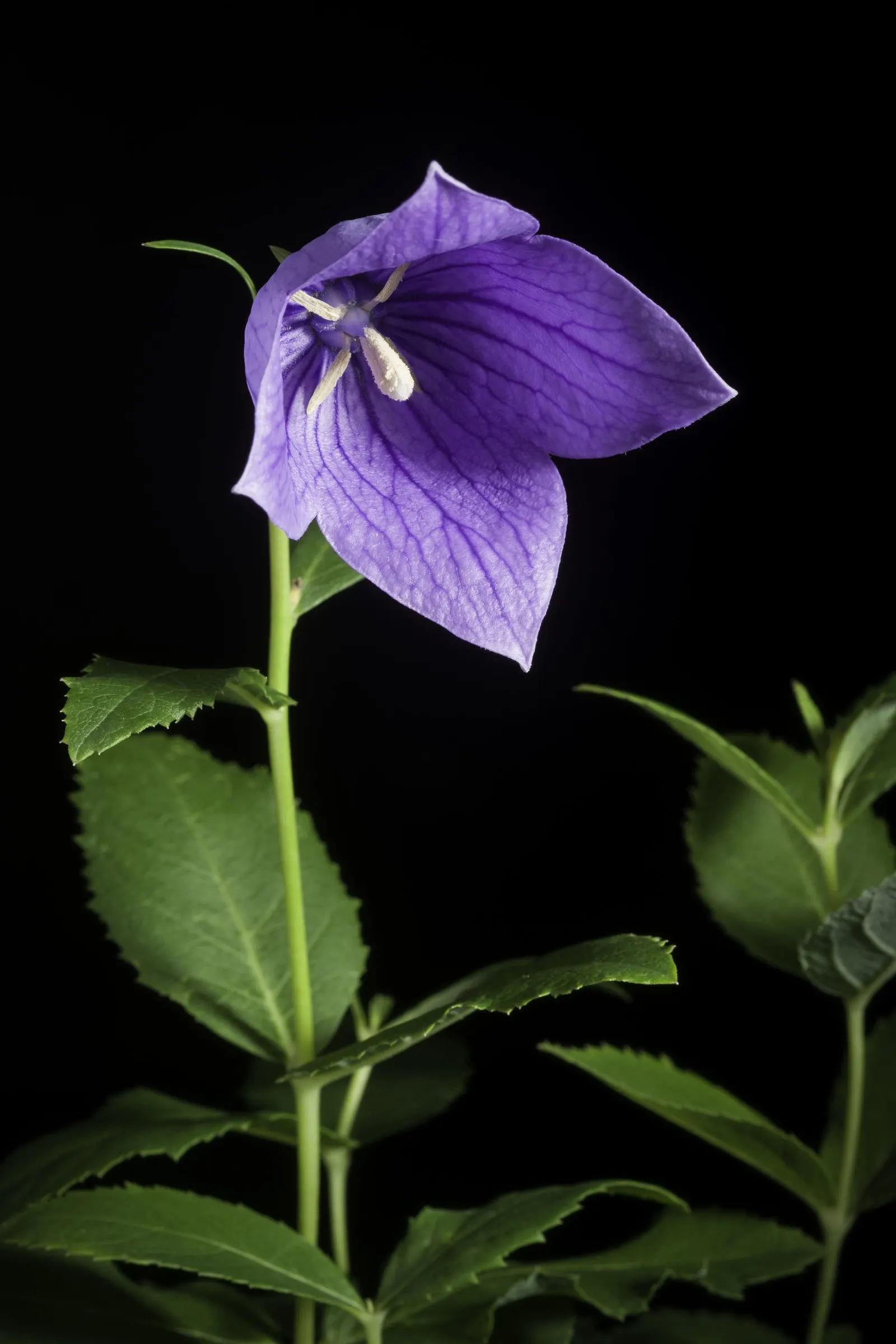 Balloon Flower (Platycodon Grandiflorus) — this hardy plant thrives in zones 3-8; allowing it to fit nicely into a variety of garden settings
