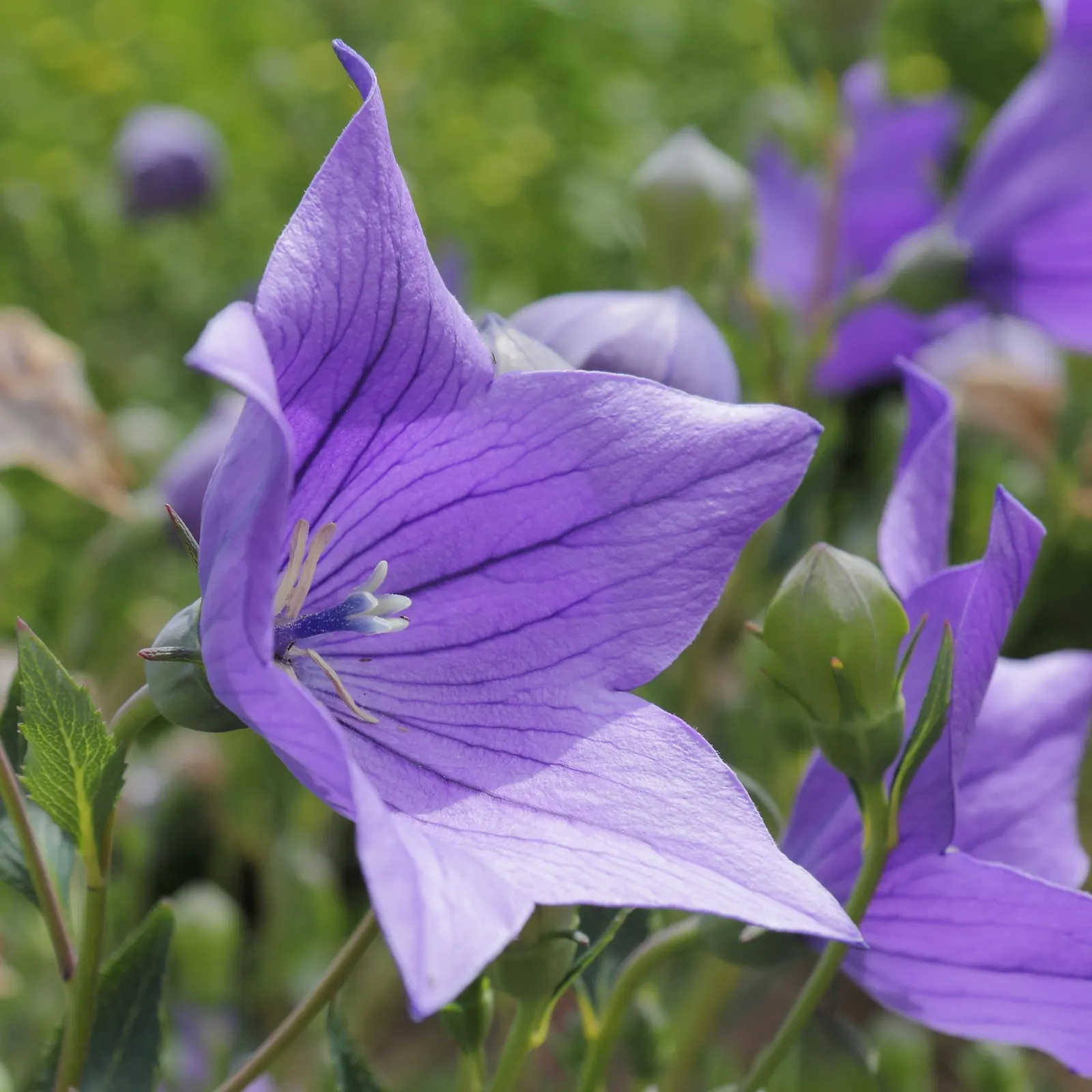 Balloon Flower (Platycodon Grandiflorus) — balloon-like buds that blossom into star-shaped; its whimsical shape captivates onlookers, image 118