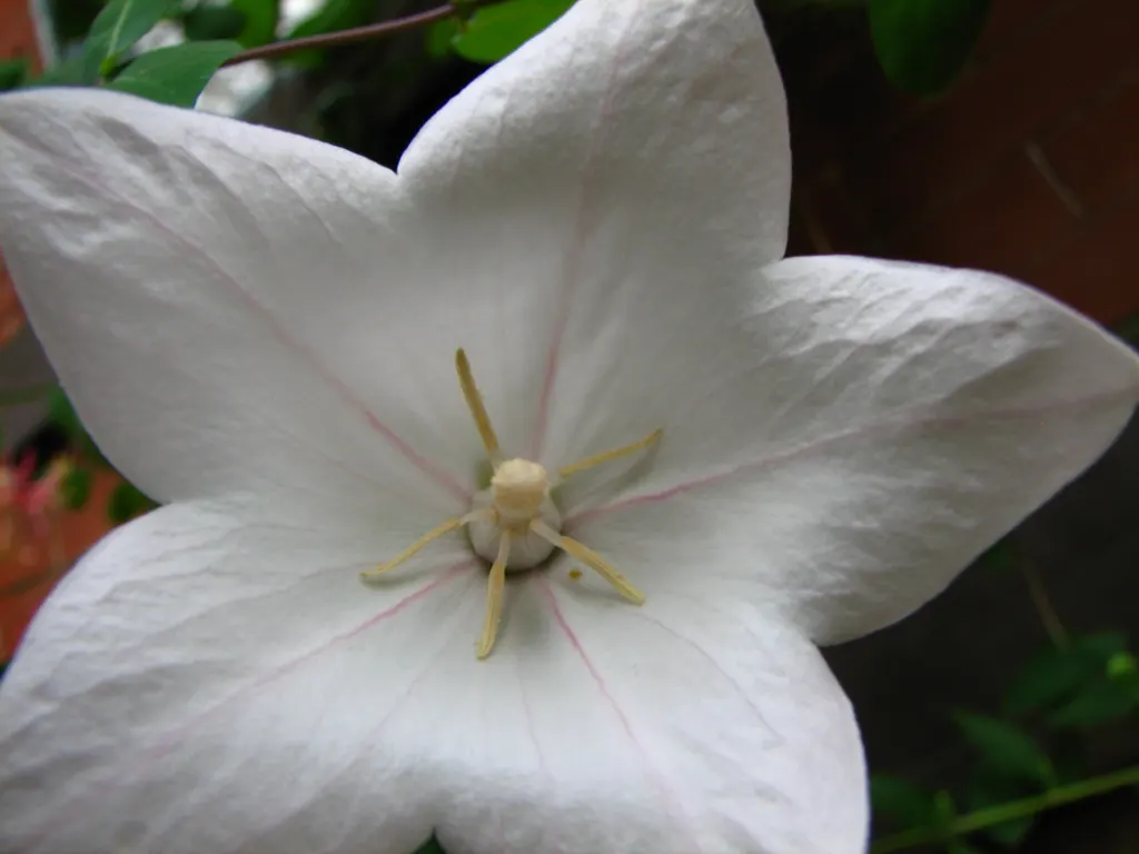 Balloon Flower (Platycodon Grandiflorus) — typically in shades of deep blue, image 35