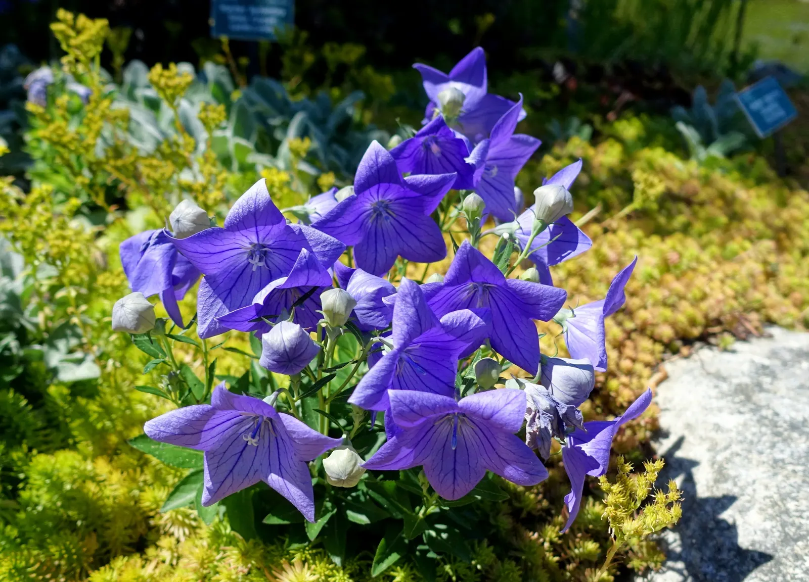Balloon Flower (Platycodon Grandiflorus) — this hardy plant thrives in zones 3-8; allowing it to fit nicely into a variety of garden settings, image 74