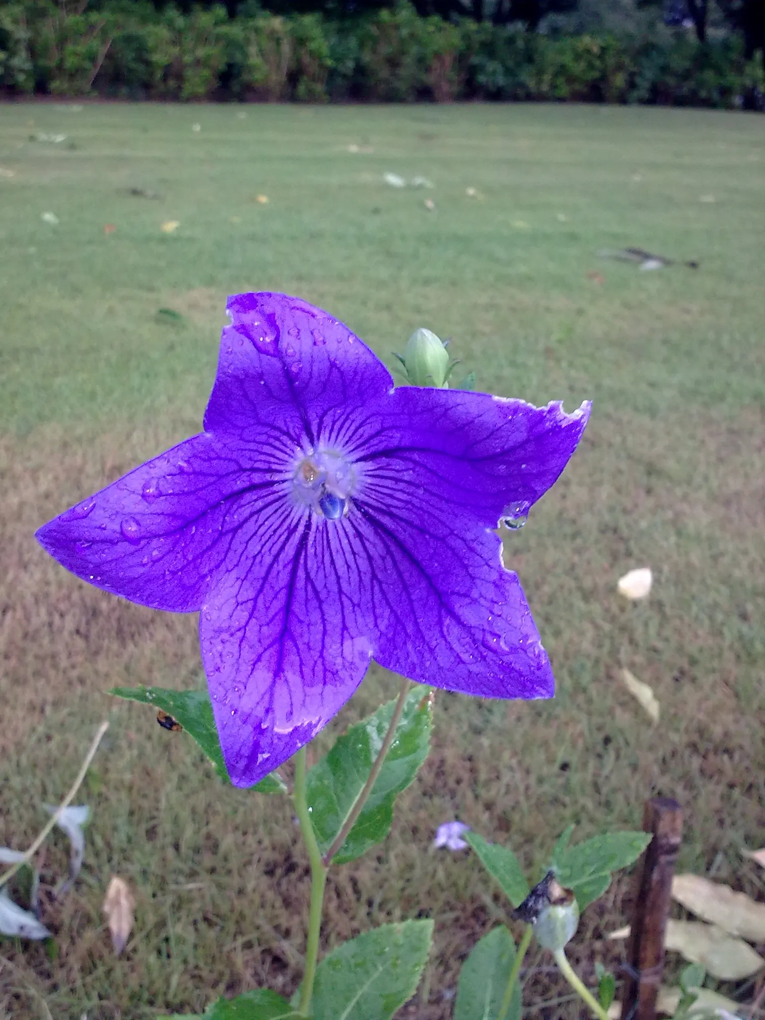 Balloon Flower (Platycodon Grandiflorus) — Reaching 1 to 2.5 feet tall and about 1 foot wide; is a charming perennial favored for its playful, image 119