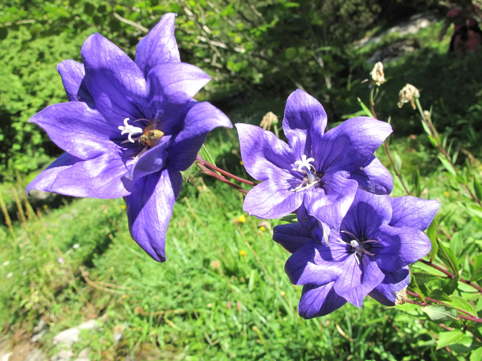 Balloon Flower (Platycodon Grandiflorus) — requiring well-drained soil with medium moisture; its emerald green foliage forms a neat, low clump from, image 61