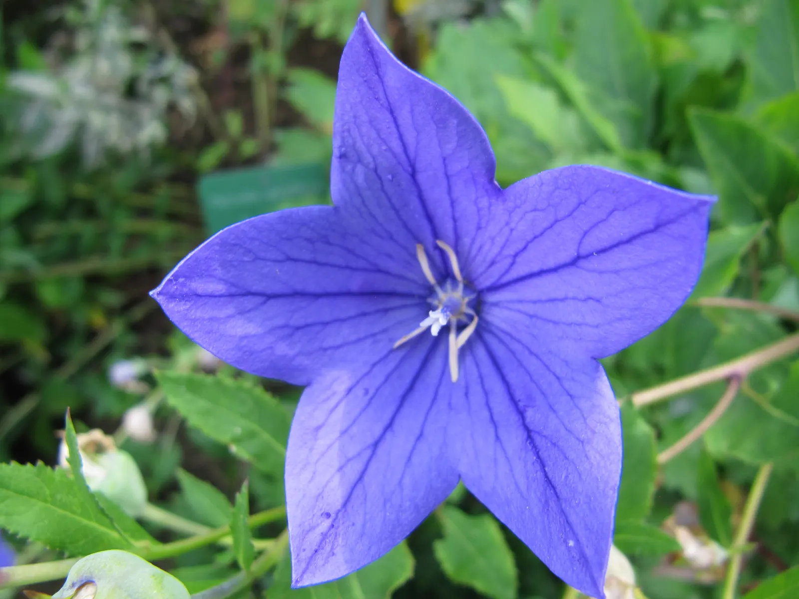 Balloon Flower (Platycodon Grandiflorus) — Platycodon grandiflorus is a low-maintenance option; balloon-like buds that blossom into star-shaped, image 106