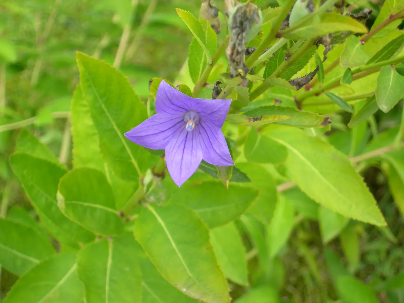 Balloon Flower (Platycodon Grandiflorus) — Platycodon grandiflorus is a low-maintenance option; balloon-like buds that blossom into star-shaped, image 83
