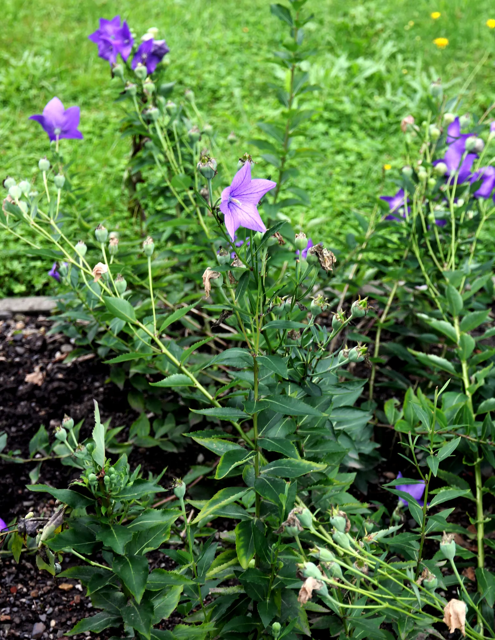 Balloon Flower (Platycodon Grandiflorus) — Its whimsical shape captivates onlookers; when crafting a landscape design, image 64