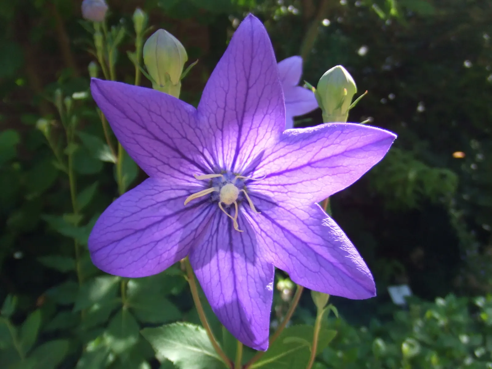 Balloon Flower (Platycodon Grandiflorus) — or as a container specimen; commonly called Balloon Flower