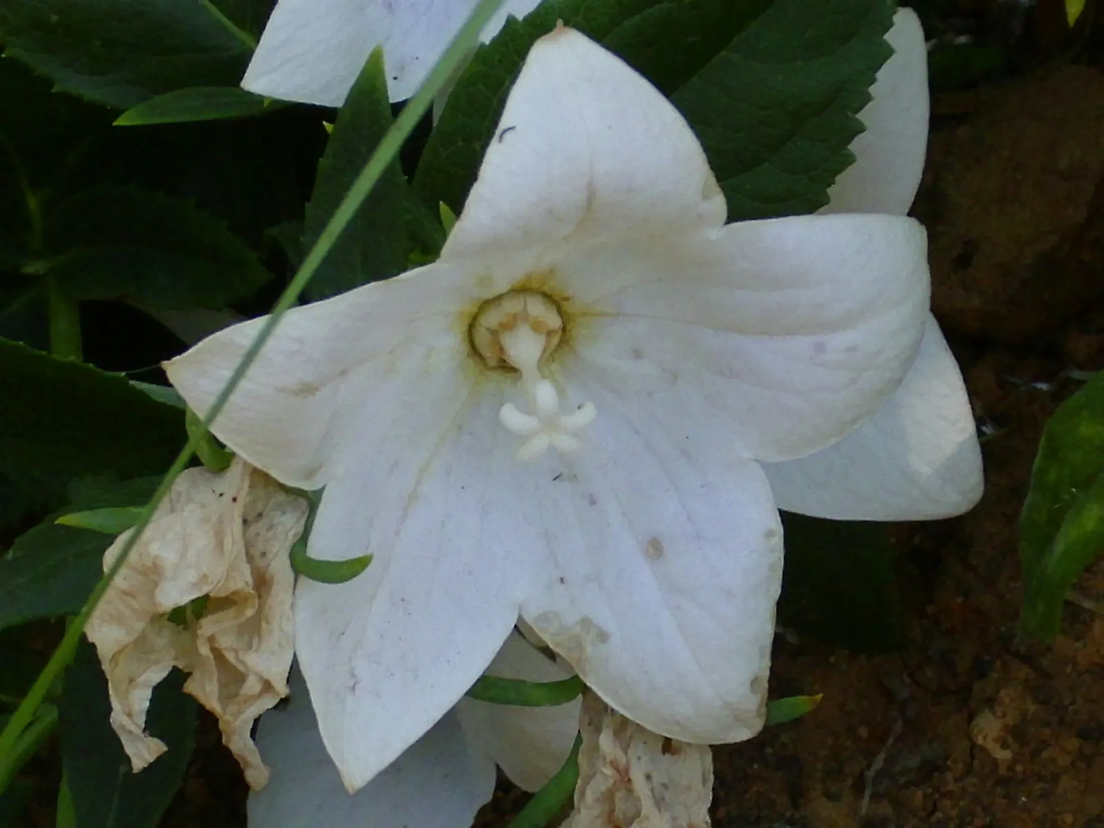 Balloon Flower (Platycodon Grandiflorus) — It is resilient to pests and disease; or as a container specimen