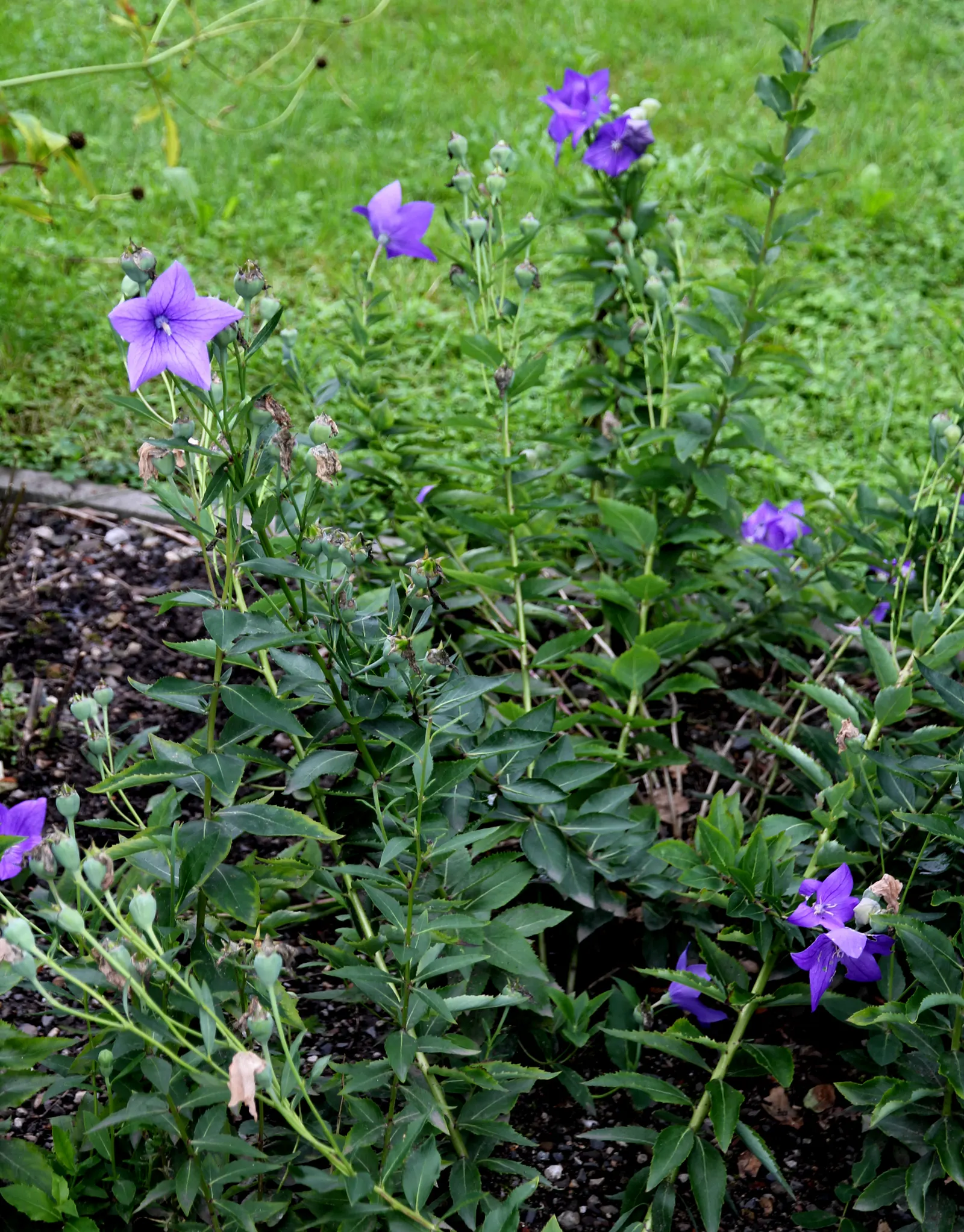Balloon Flower (Platycodon Grandiflorus) — perennial with blue blooms; though pink and white cultivars are also available.<br><br>Flowering from early summer