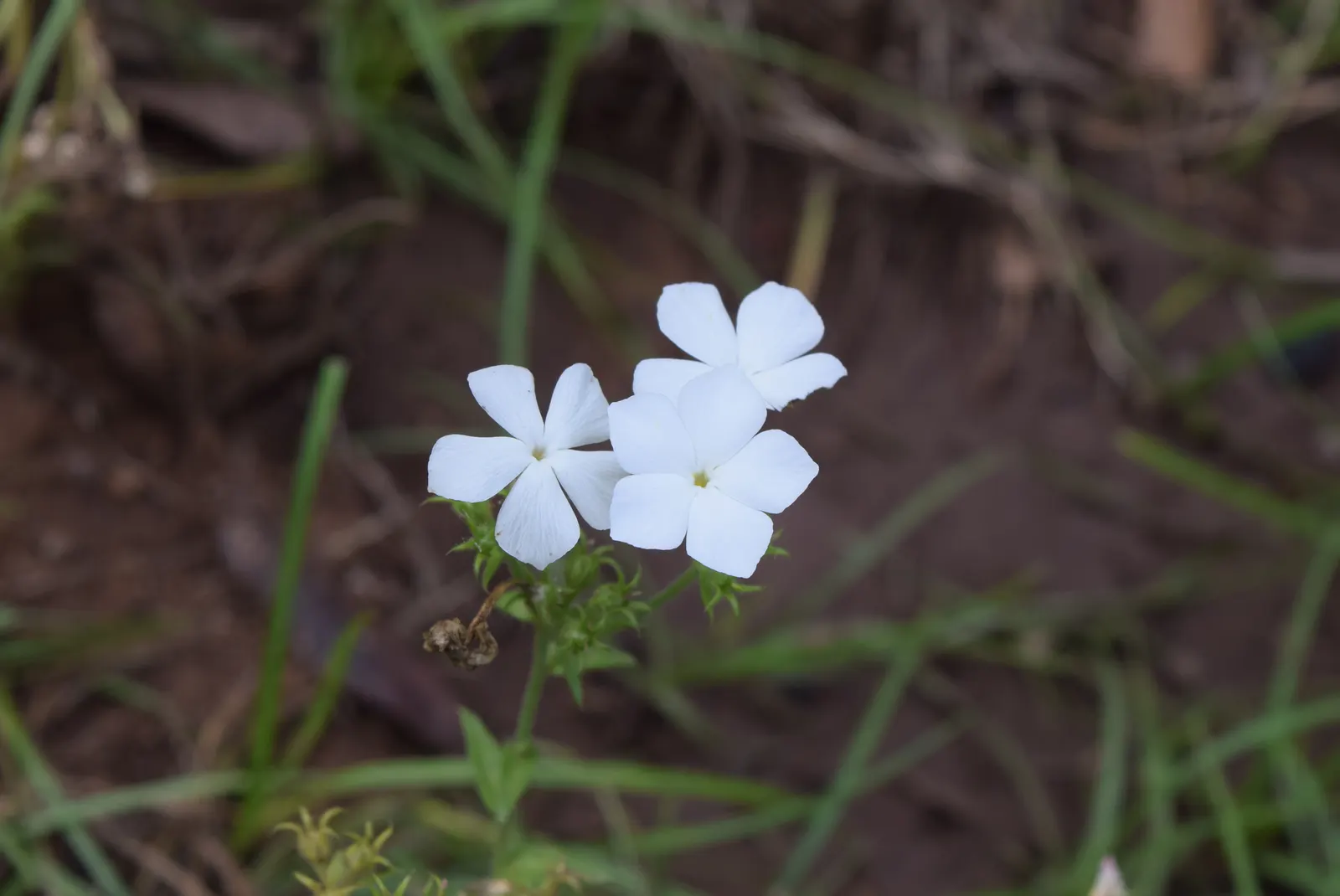 Annual Phlox (Phlox Drummondii) — consider its preference for full sun exposure and well-drained soil for optimal growth and flowering; whether creating a