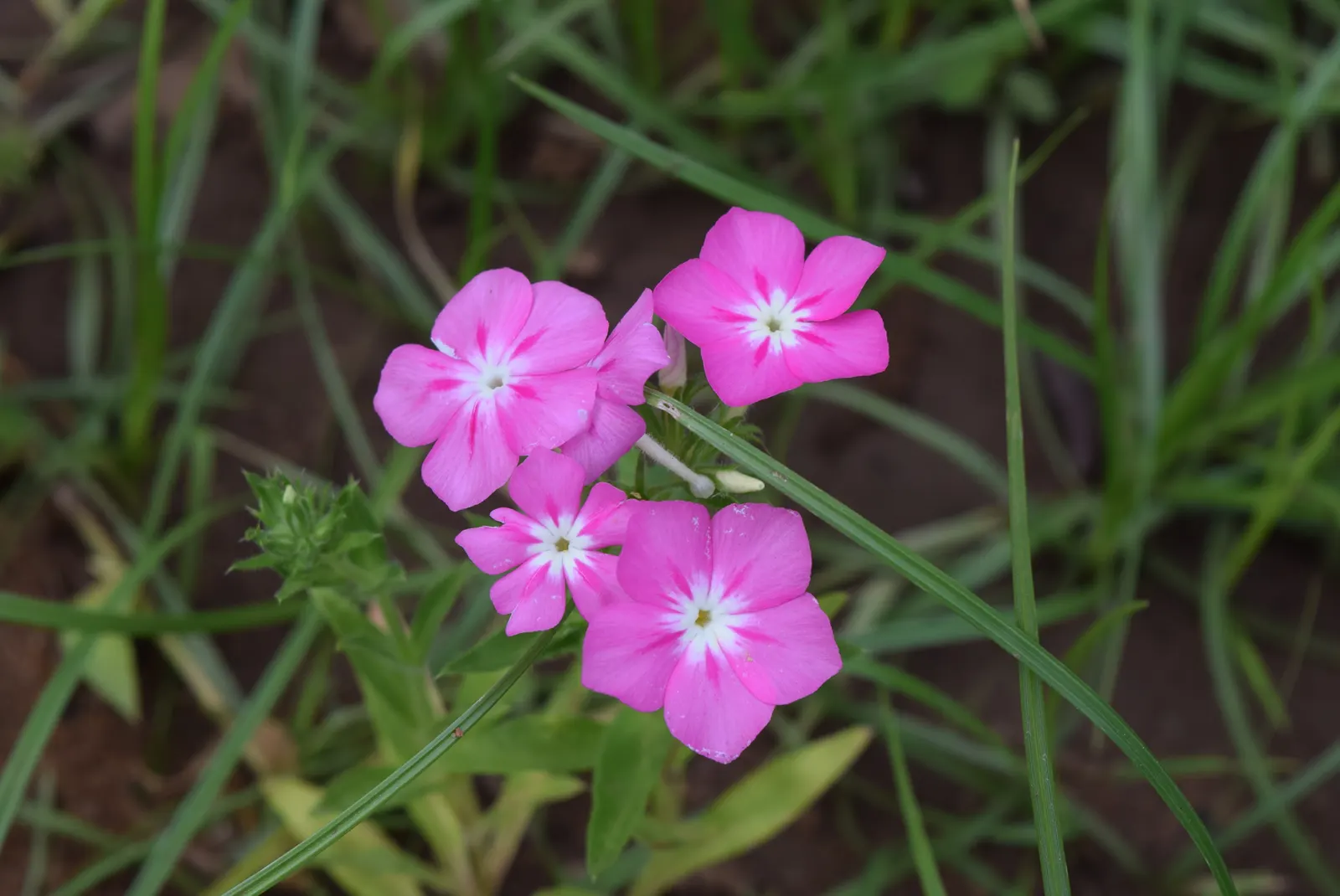 Annual Phlox (Phlox Drummondii) — Annual Phlox will surely leave a lasting impression; annual for half or shade