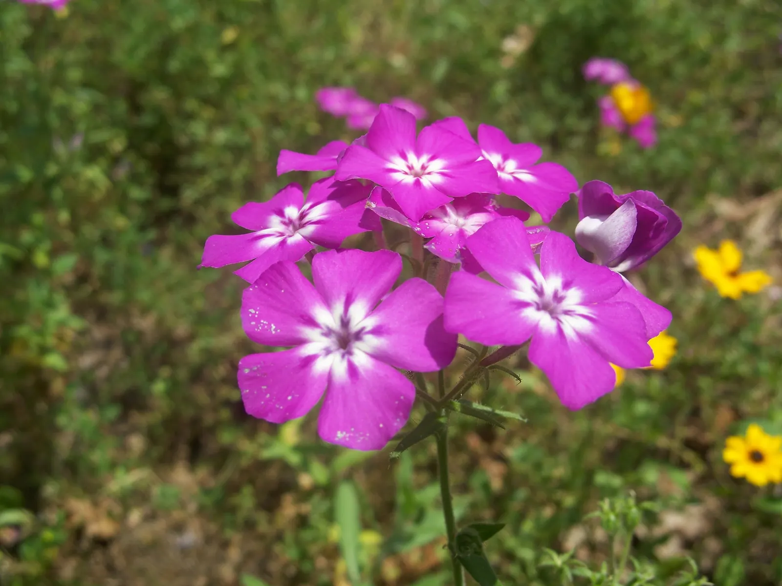 Annual Phlox (Phlox Drummondii) — can attract pollinators like butterflies and hummingbirds