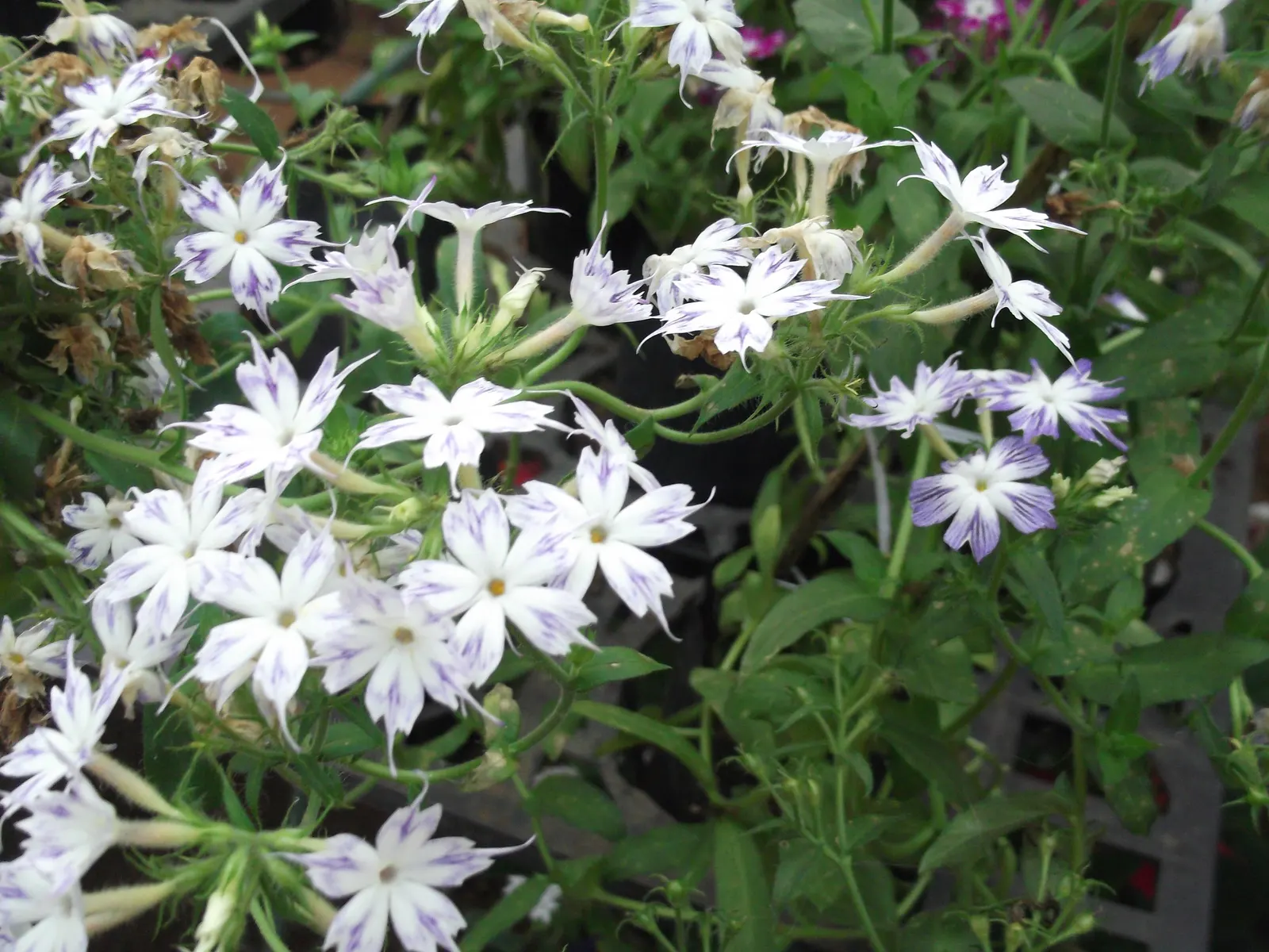 Annual Phlox (Phlox Drummondii) — Originating from central Texas but now widely cultivated; but ensure proper spacing of about 10 to 12 inches apart to promote