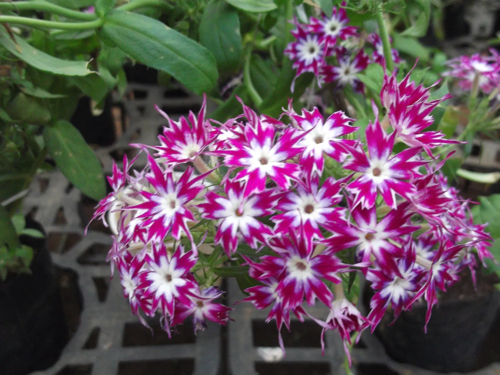 Annual Phlox (Phlox Drummondii) — presents a symphony of vibrant hues; ideal for borders and containers, image 104