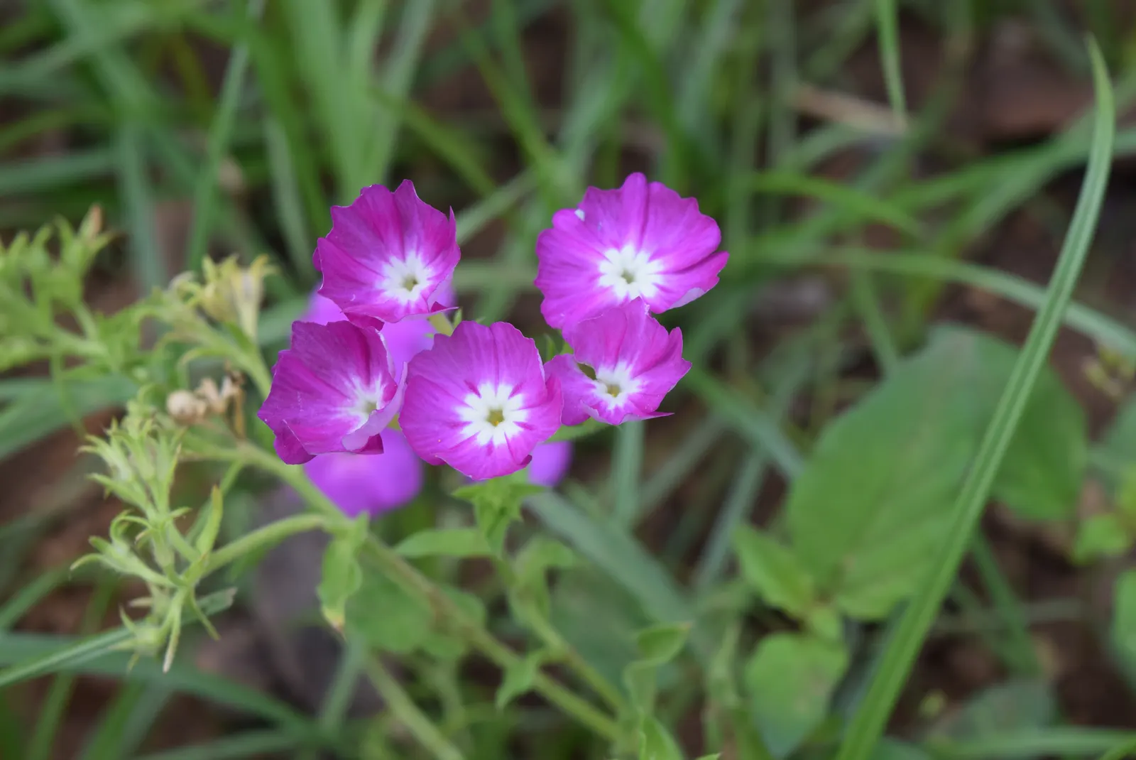 Annual Phlox (Phlox Drummondii) — it thrives in USDA zones 2 through 11