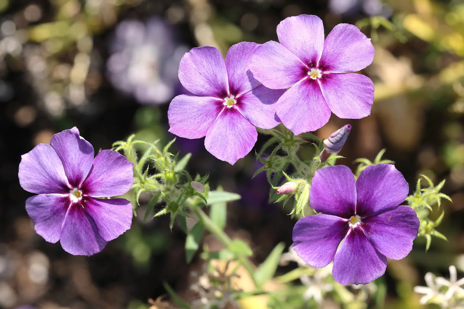 Annual Phlox (Phlox Drummondii) — consider its preference for full sun exposure and well-drained soil for optimal growth and flowering