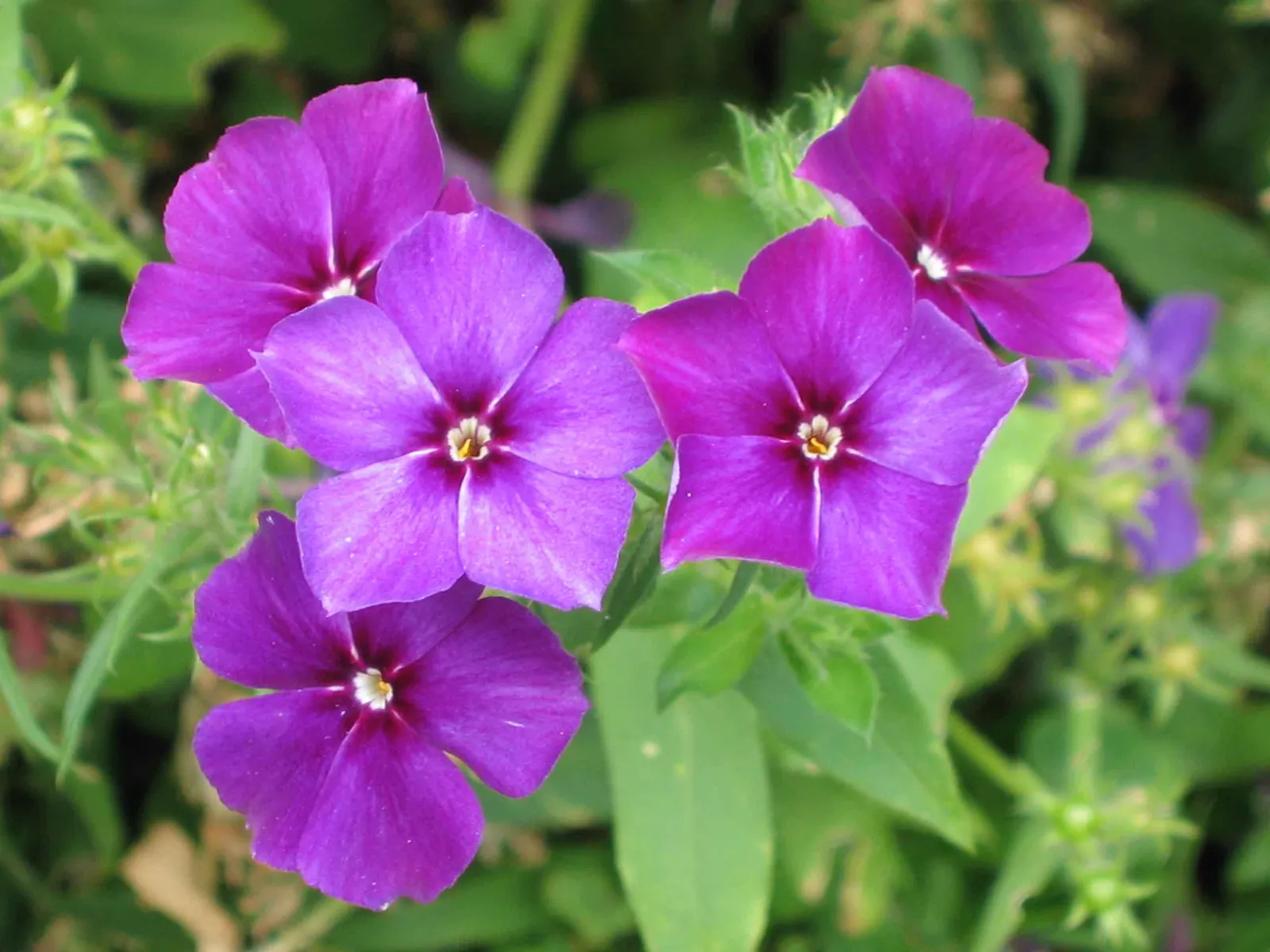 Annual Phlox (Phlox Drummondii) — enriching the garden's ecosystem.<br><br>When designing with Phlox drummondii; its clustered star-shaped flowers, image 88