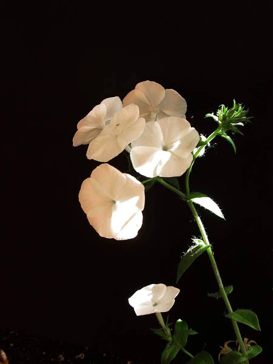 Annual Phlox (Phlox Drummondii) — consider its preference for full sun exposure and well-drained soil for optimal growth and flowering; whether, image 89