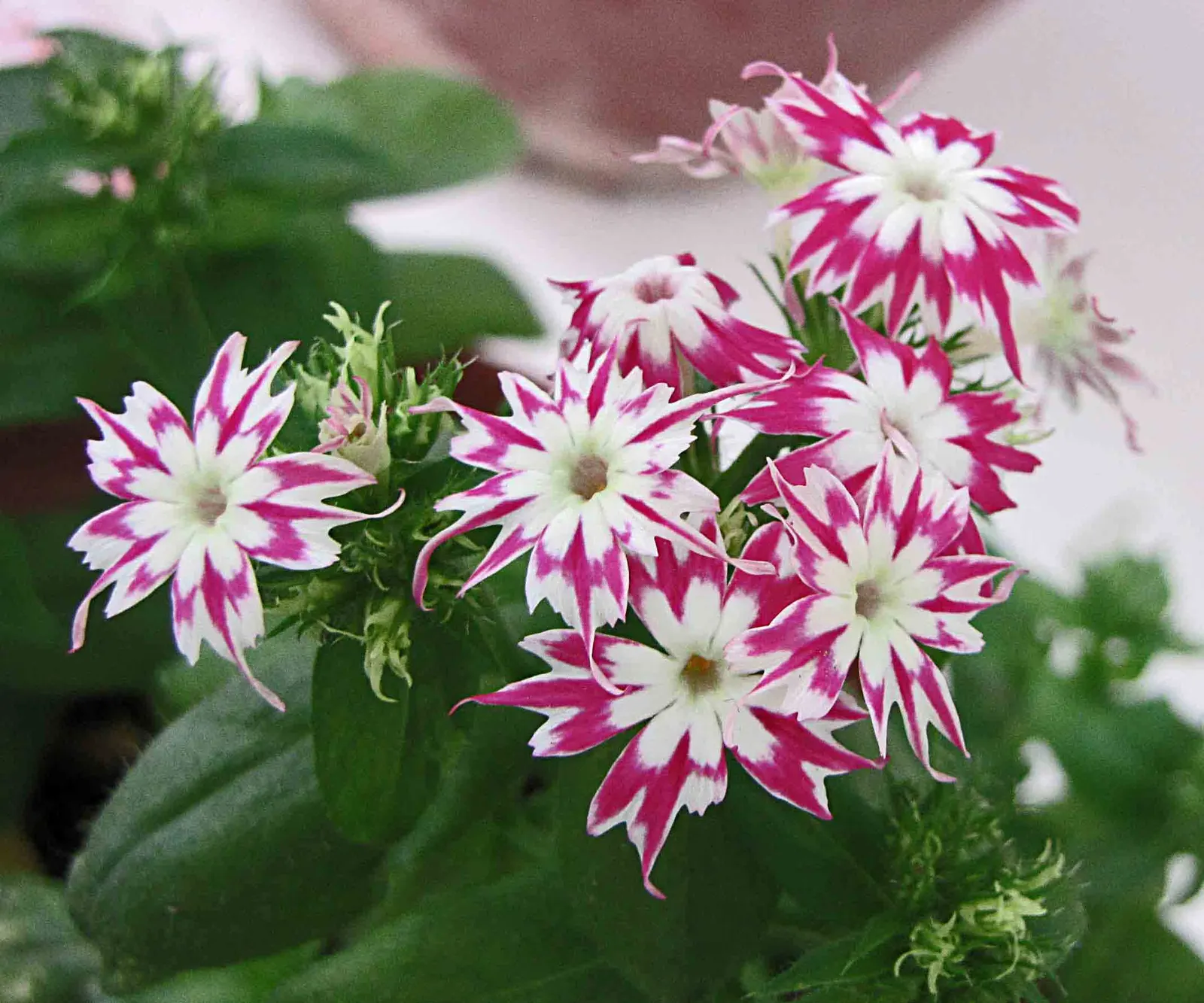 Annual Phlox (Phlox Drummondii) — Preferring full sun to partial shade, it thrives in well-drained soil; phlox drummondii, commonly known as Annual, image 52