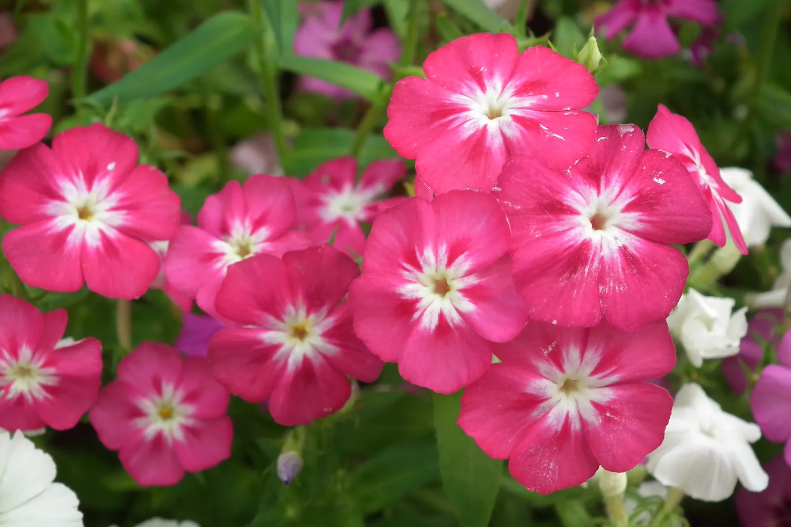 Annual Phlox (Phlox Drummondii) — it adds a prolonged splash of color and attracts butterflies to the landscape; can attract pollinators like, image 102