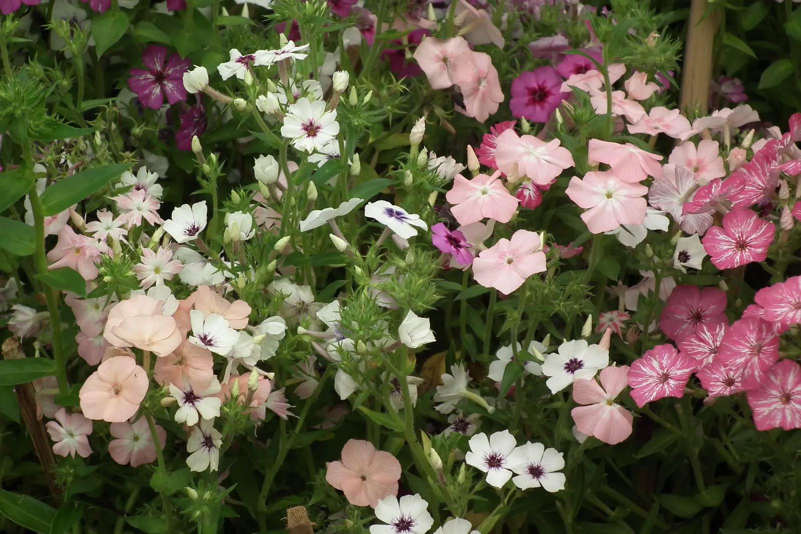 Annual Phlox (Phlox Drummondii) — annual with multi-colored and pink blooms; roughly one inch in diameter
