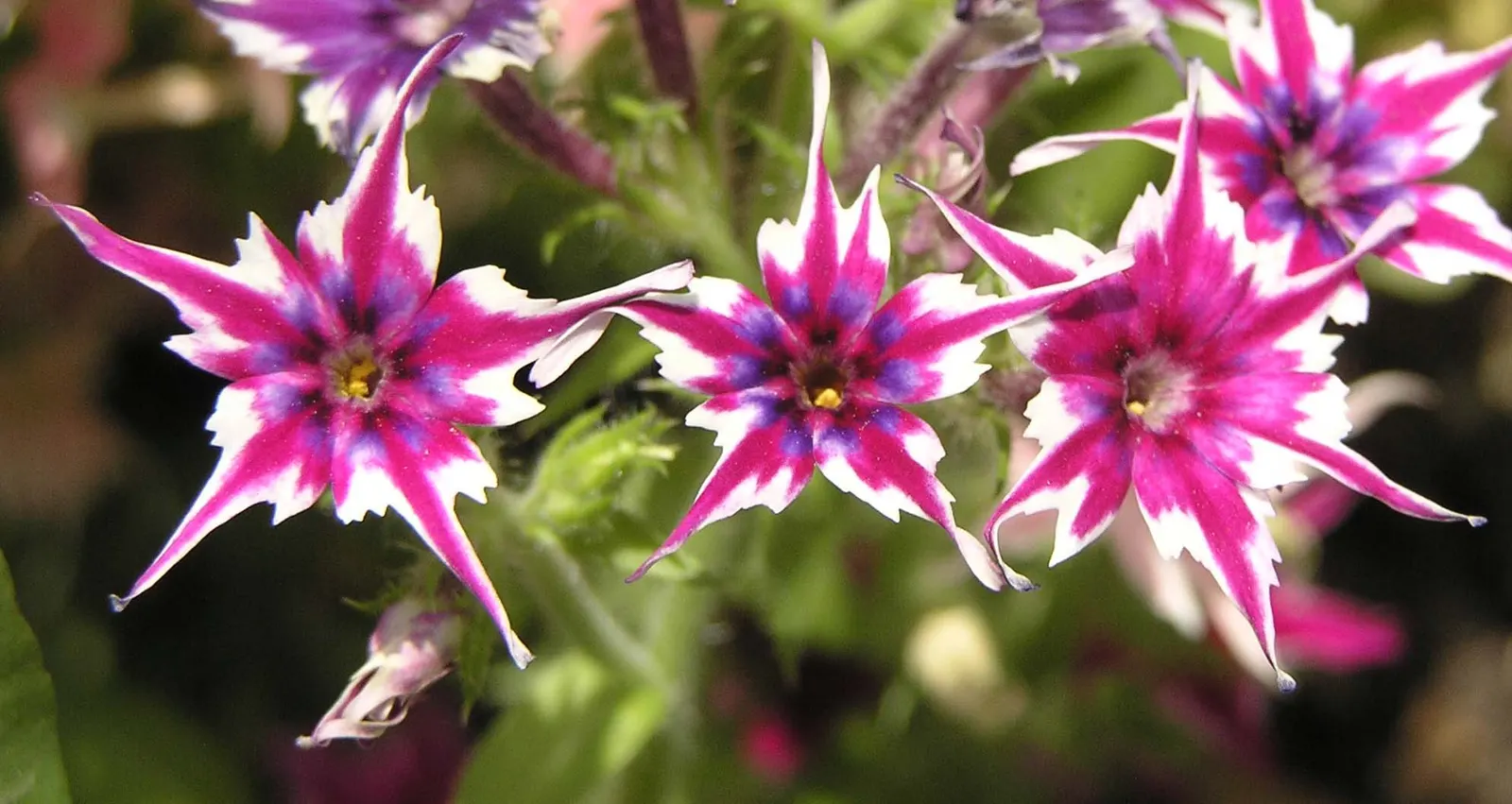 Annual Phlox (Phlox Drummondii) — This summer bloomer reaches 6-12 inches in height and spreads up to 12 inches; it thrives in USDA zones 2 through, image 74
