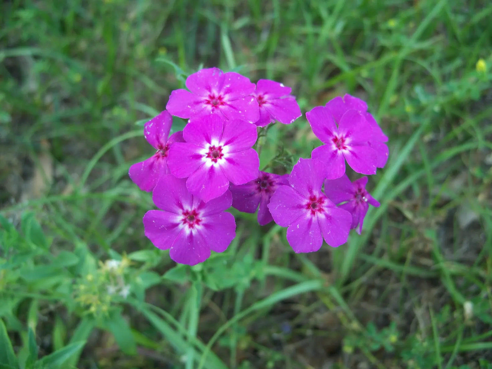 Annual Phlox (Phlox Drummondii) — Preferring full sun to partial shade, it thrives in well-drained soil; phlox drummondii, commonly known as Annual Phlox, is