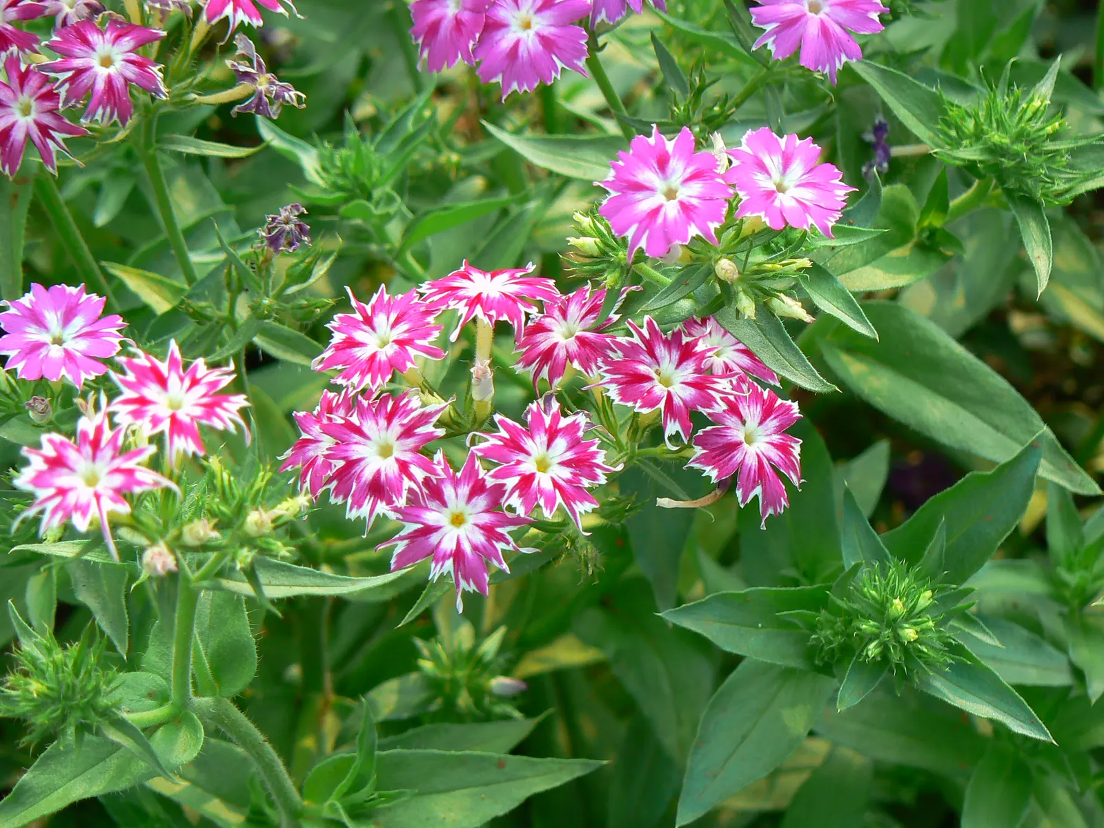 Annual Phlox (Phlox Drummondii) — it adds a prolonged splash of color and attracts butterflies to the landscape; can attract pollinators like butterflies and