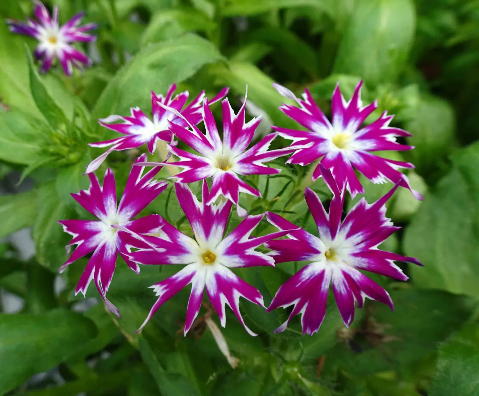 Annual Phlox (Phlox Drummondii) — annual with multi-colored and pink blooms; roughly one inch in diameter, image 71