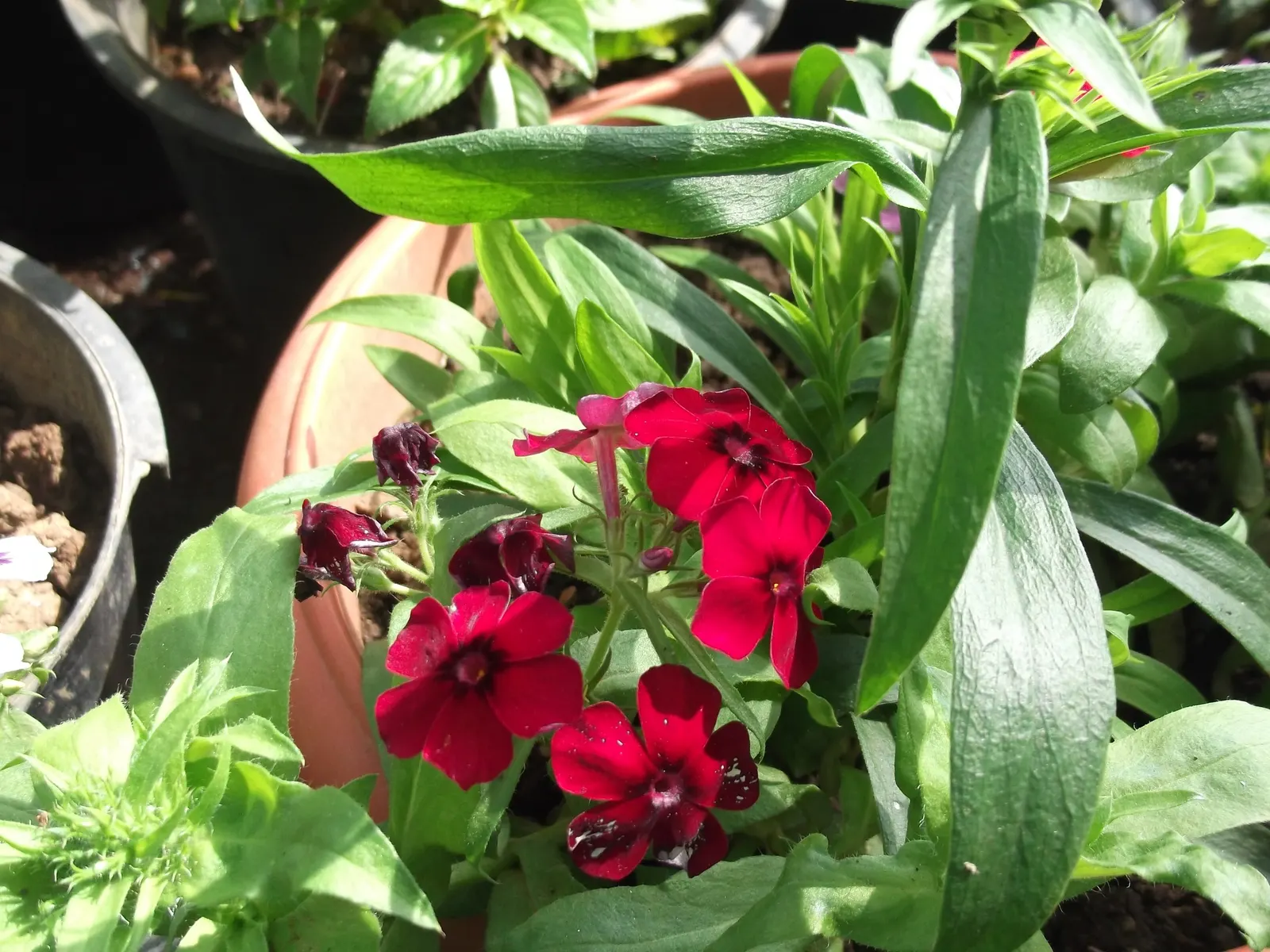 Annual Phlox (Phlox Drummondii) — Annual Phlox will surely leave a lasting impression