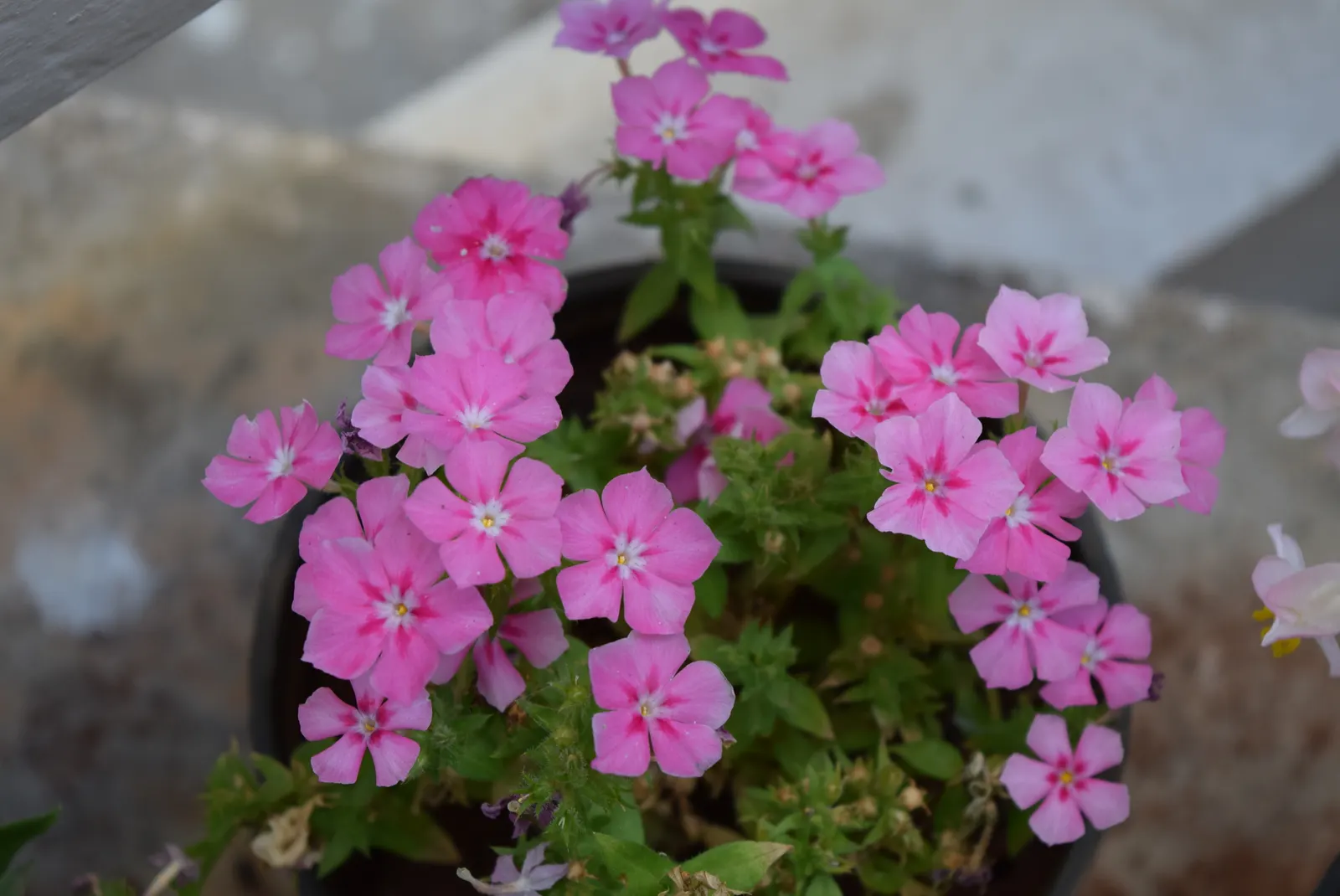 Annual Phlox (Phlox Drummondii) — it thrives in USDA zones 2 through 11; this summer bloomer reaches 6-12 inches in height and spreads up to 12 inches
