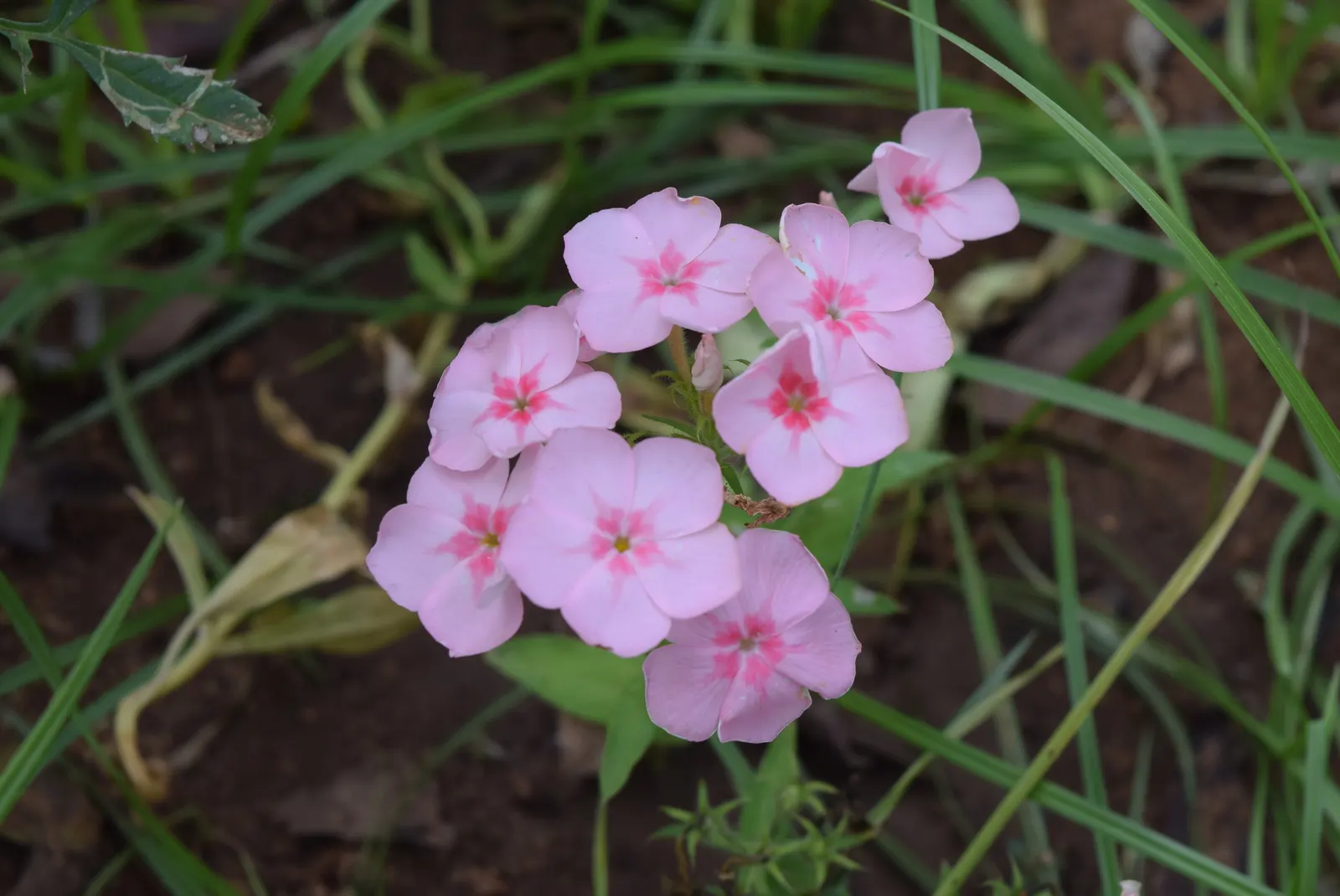 Annual Phlox (Phlox Drummondii) — annual for half or shade; annual Phlox will surely leave a lasting impression