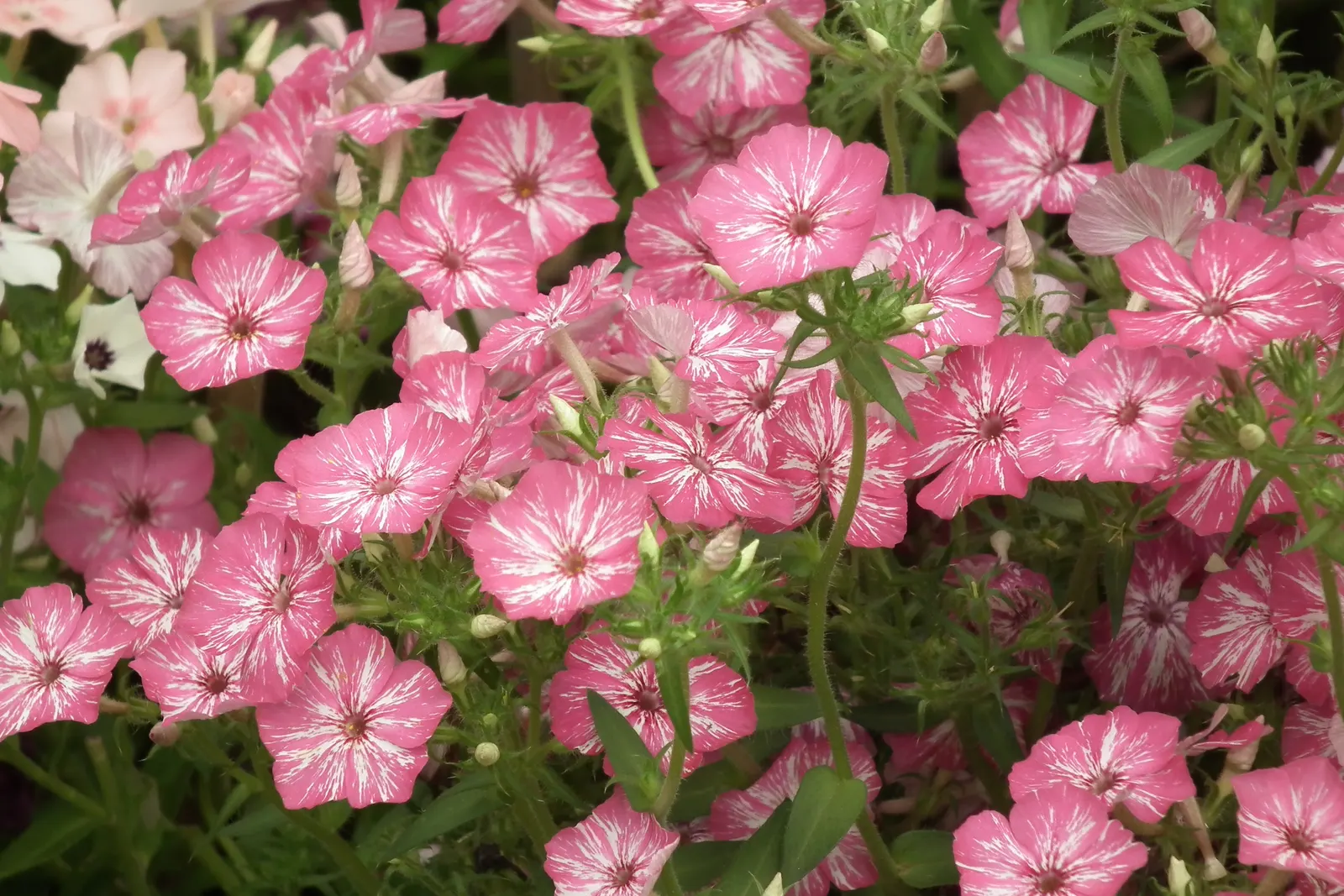 Annual Phlox (Phlox Drummondii) — annual for half or shade; annual Phlox will surely leave a lasting impression, image 96