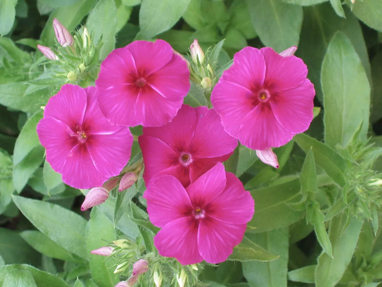 Annual Phlox (Phlox Drummondii) — annual with multi-colored and pink blooms; roughly one inch in diameter, image 95