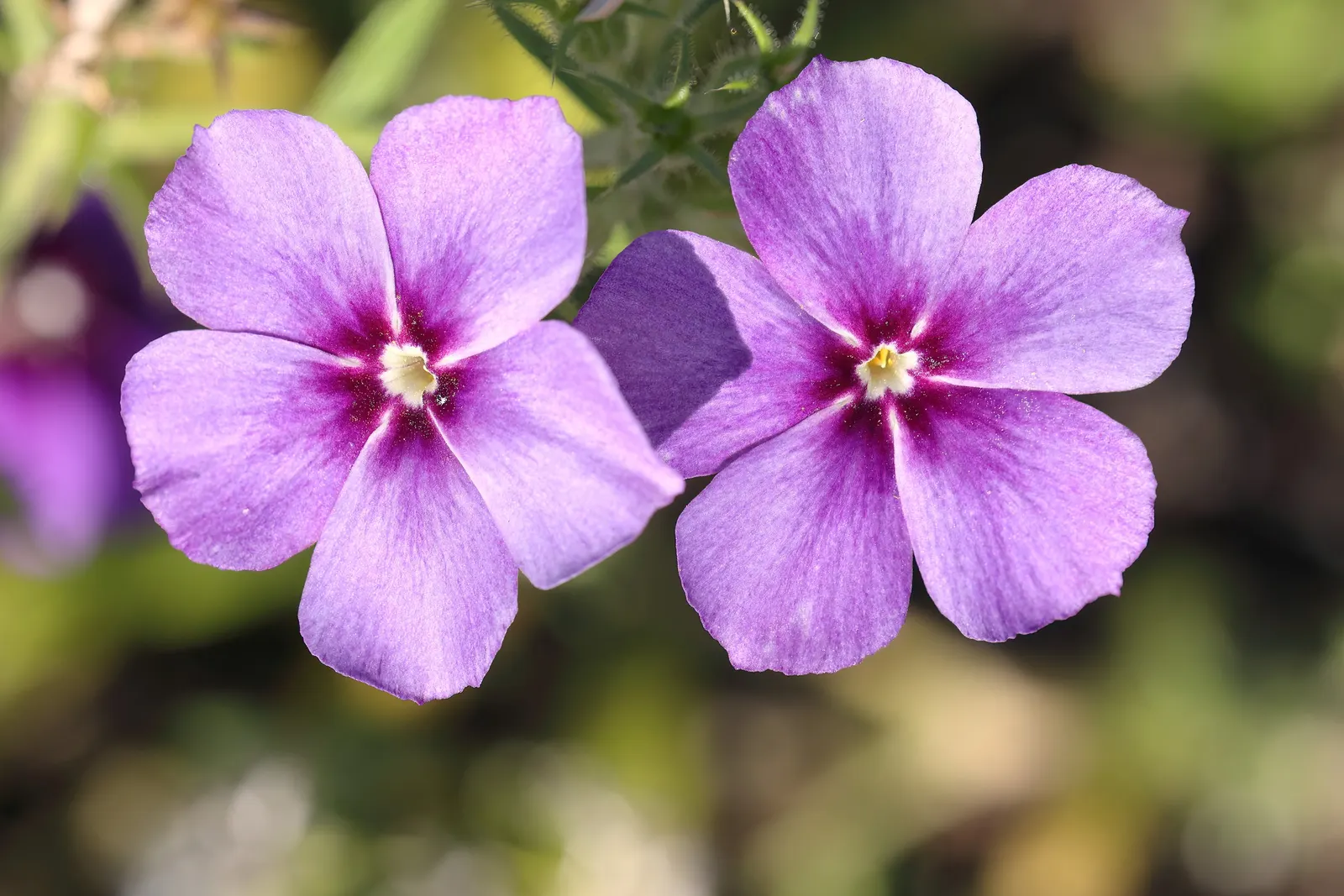 Annual Phlox (Phlox Drummondii) — In full bloom from spring to early fall