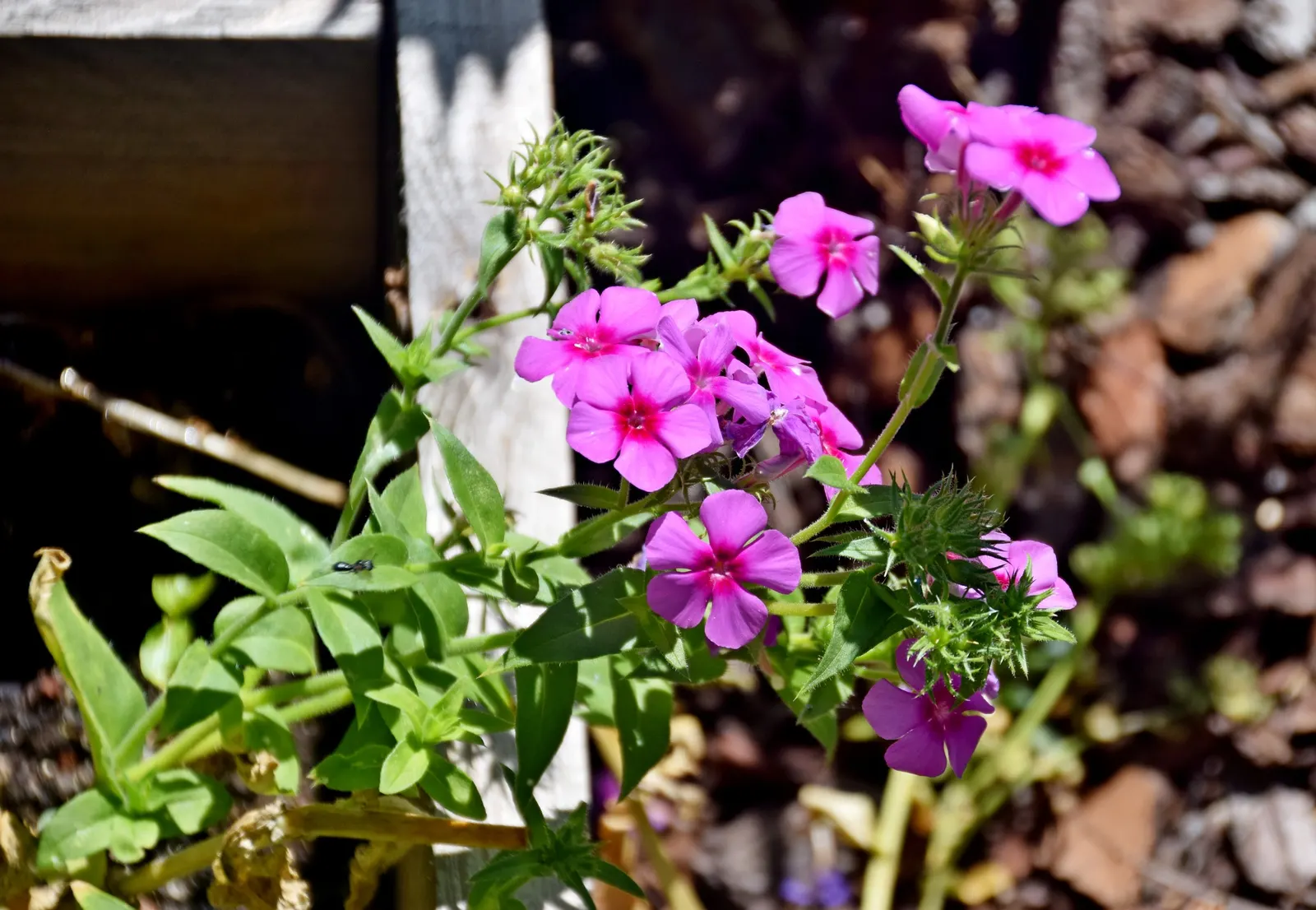 Annual Phlox (Phlox Drummondii) — commonly known as Annual Phlox; multi-colored and pink flowers in the garden, image 55