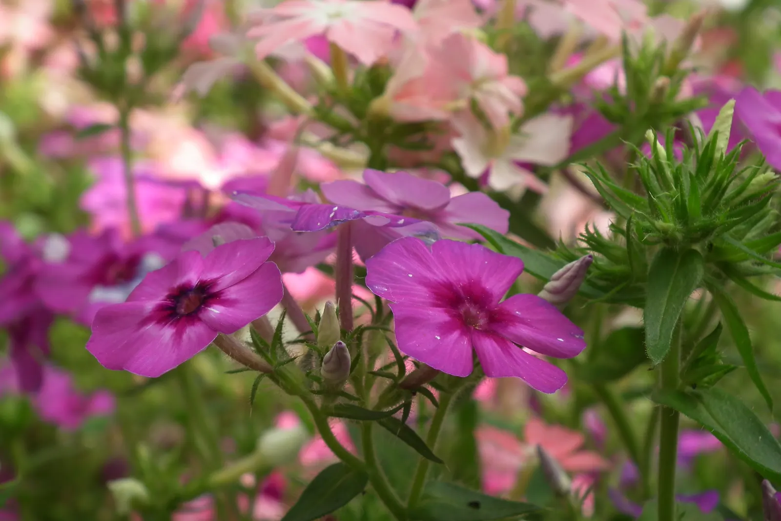 Annual Phlox (Phlox Drummondii) — roughly one inch in diameter; annual with multi-colored and pink blooms, image 86
