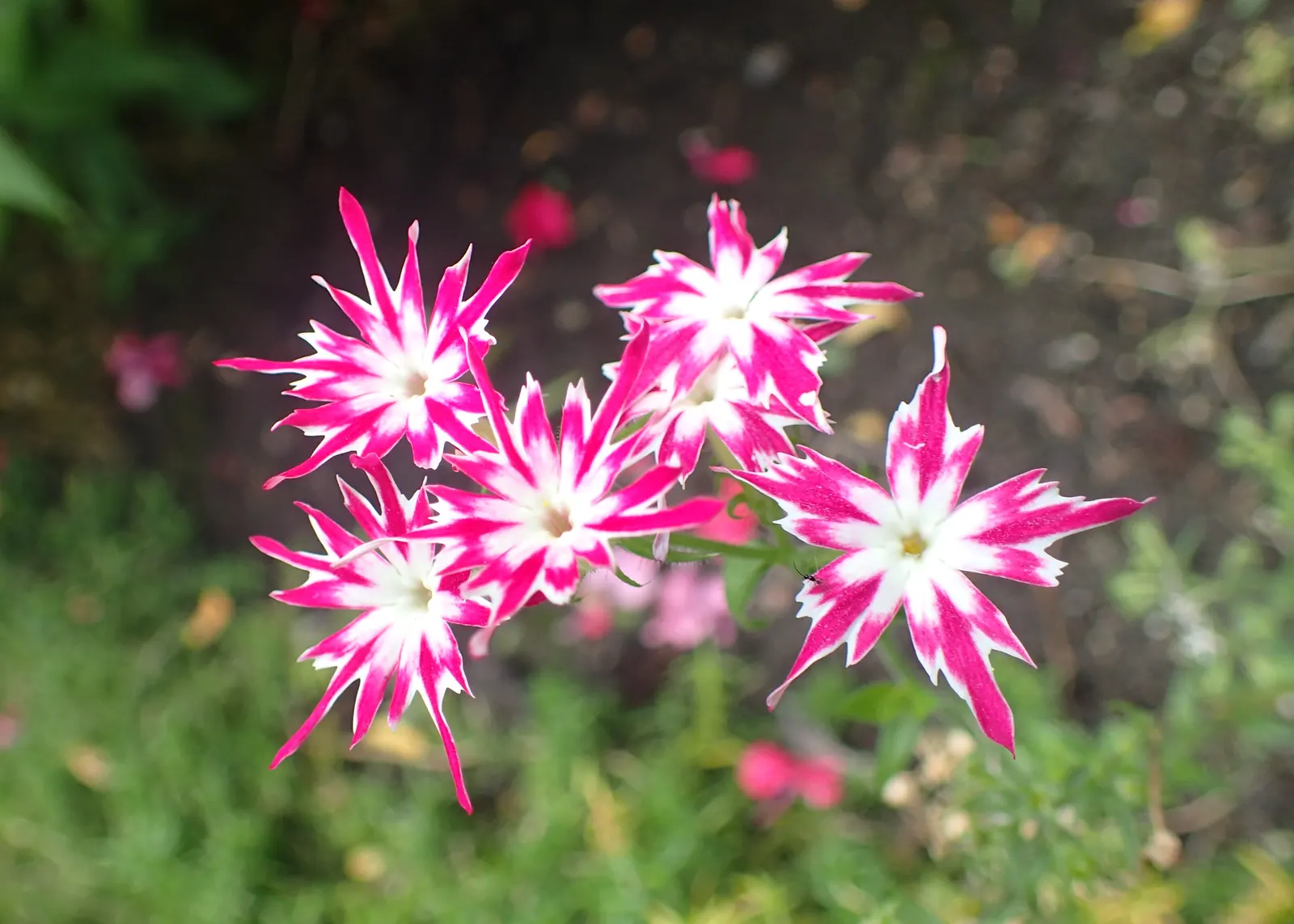 Annual Phlox (Phlox Drummondii) — making it a favored choice for adding a pop of color to any garden