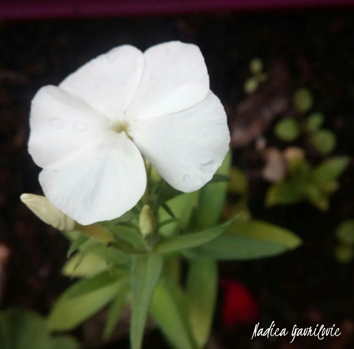 Annual Phlox (Phlox Drummondii) — annual for half or shade; annual Phlox will surely leave a lasting impression, image 72