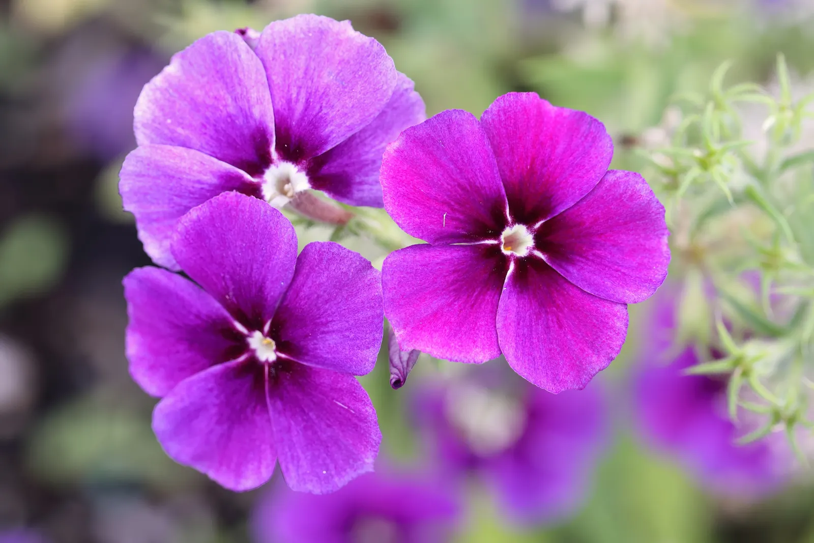 Annual Phlox (Phlox Drummondii) — An area with at least 6 hours of direct sunlight and moderate moisture is ideal; showcasing a spectacle of colors, image 114
