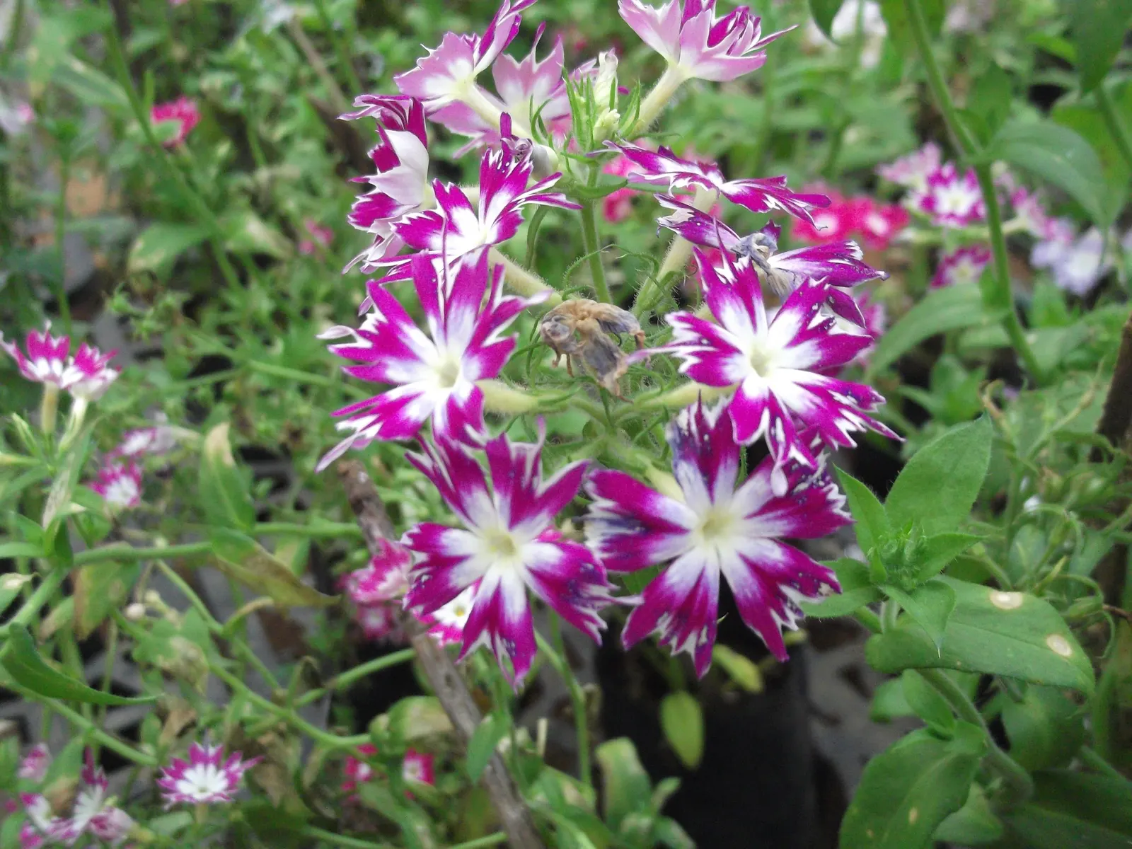 Annual Phlox (Phlox Drummondii) — This summer bloomer reaches 6-12 inches in height and spreads up to 12 inches; it thrives in USDA zones 2 through, image 50