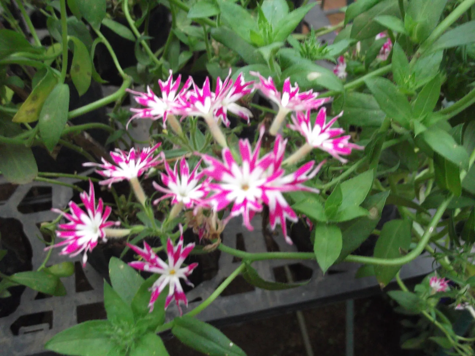 Annual Phlox (Phlox Drummondii) — Annual Phlox will surely leave a lasting impression; annual for half or shade, image 93
