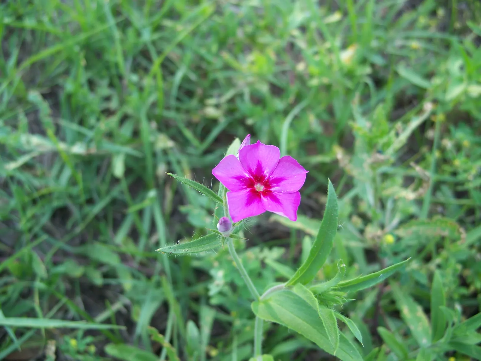 Annual Phlox (Phlox Drummondii) — Ideal for borders and containers