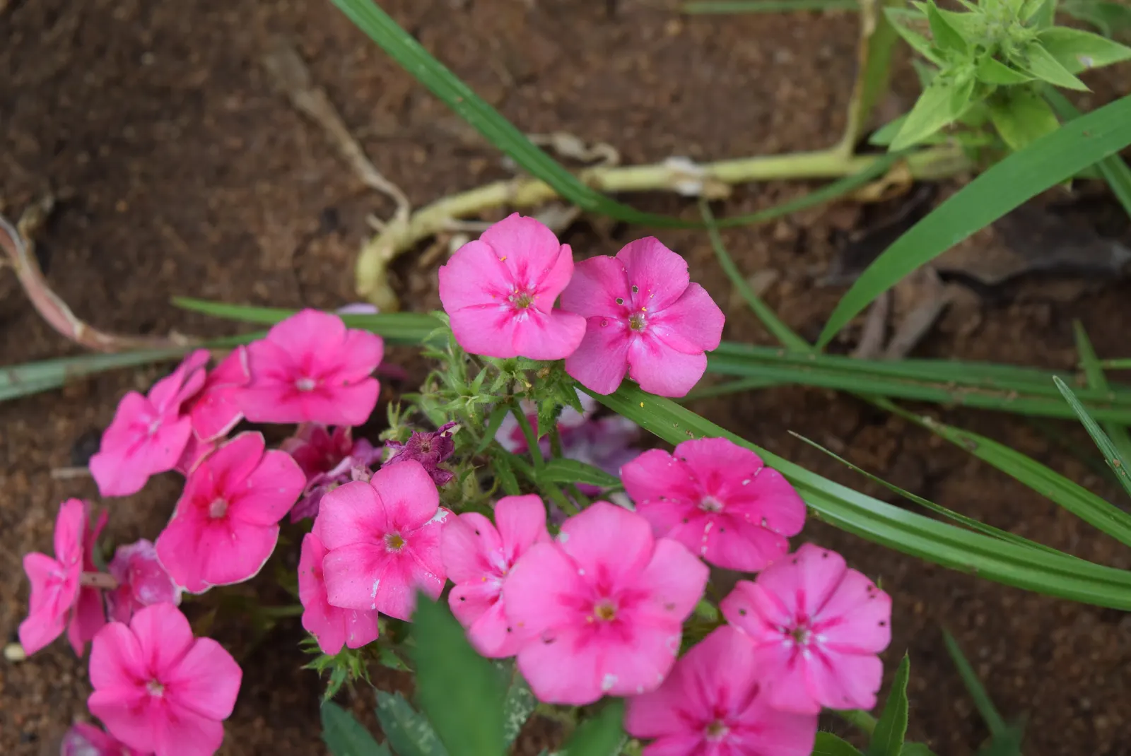 Annual Phlox (Phlox Drummondii) — An area with at least 6 hours of direct sunlight and moderate moisture is ideal