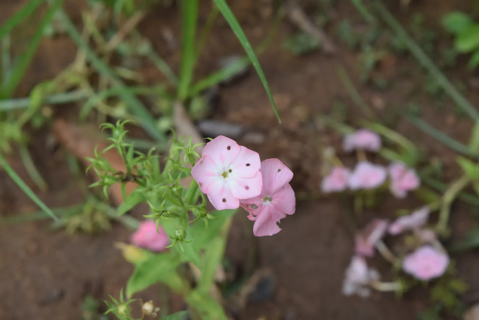 Annual Phlox (Phlox Drummondii) — roughly one inch in diameter; annual with multi-colored and pink blooms, image 62