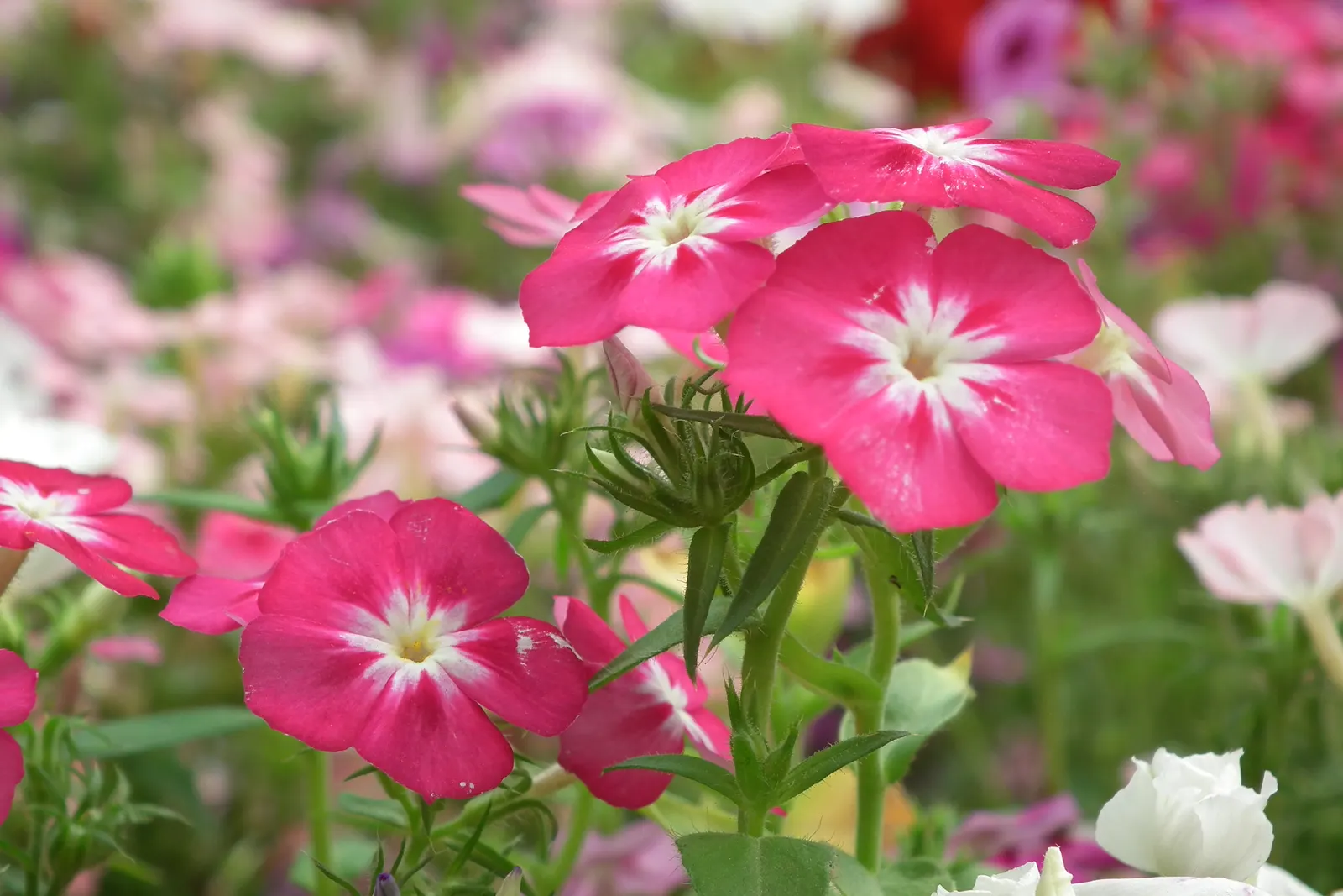 Annual Phlox (Phlox Drummondii) — enriching the garden's ecosystem.<br><br>When designing with Phlox drummondii; its clustered star-shaped flowers, image 112