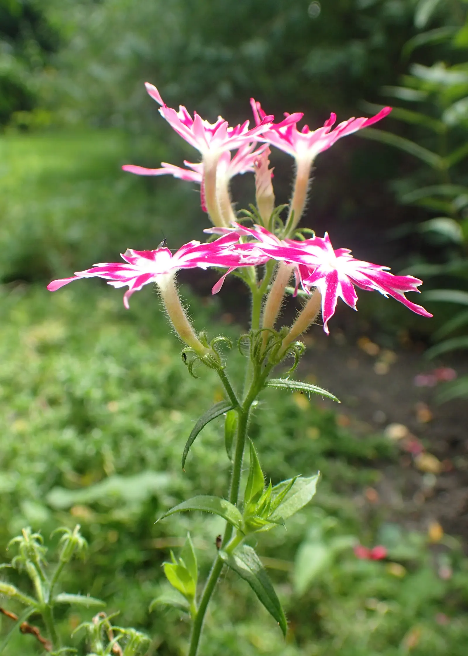Annual Phlox (Phlox Drummondii) — consider its preference for full sun exposure and well-drained soil for optimal growth and flowering; whether, image 113