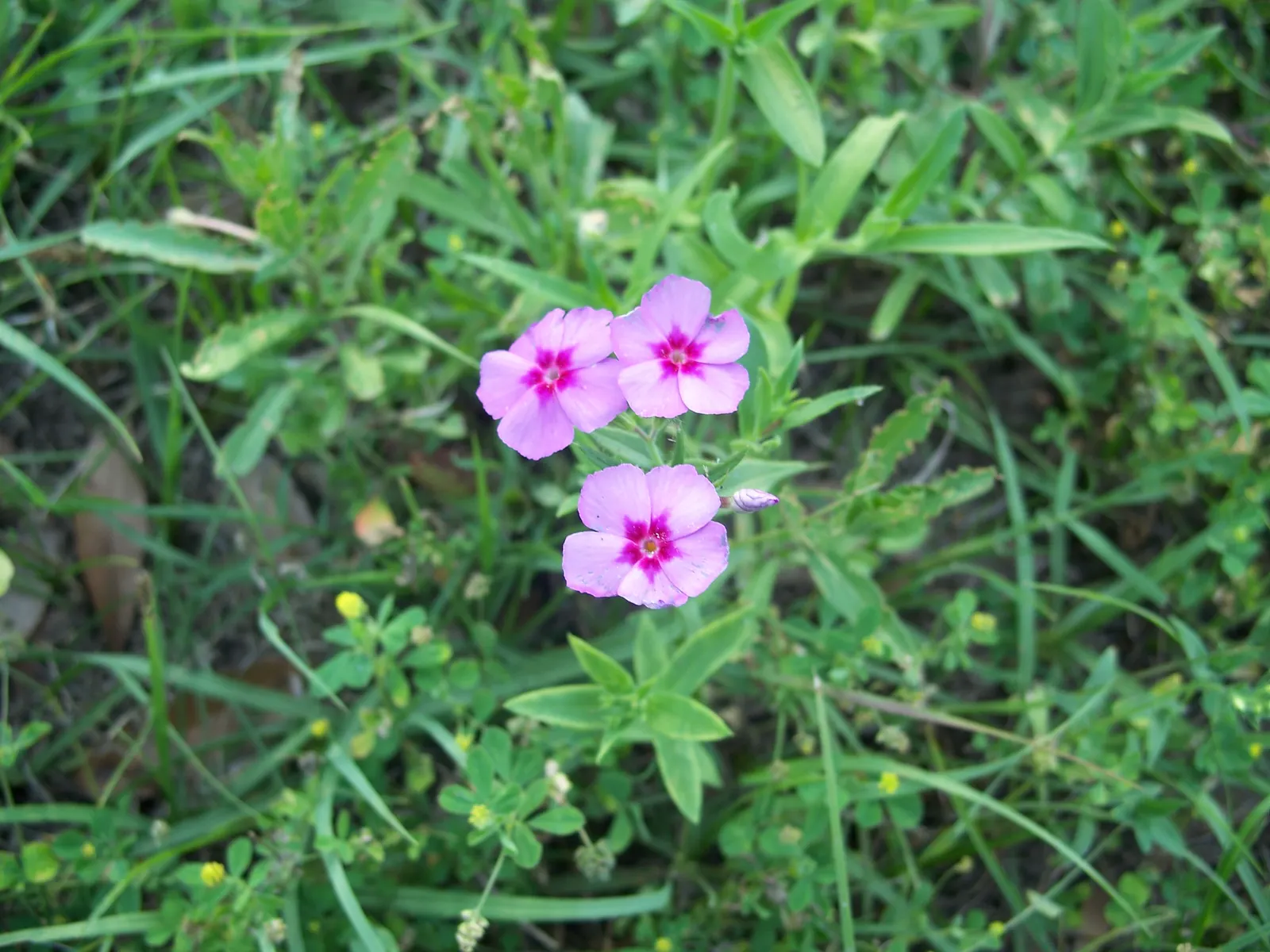 Annual Phlox (Phlox Drummondii) — Ideal for borders and containers; presents a symphony of vibrant hues