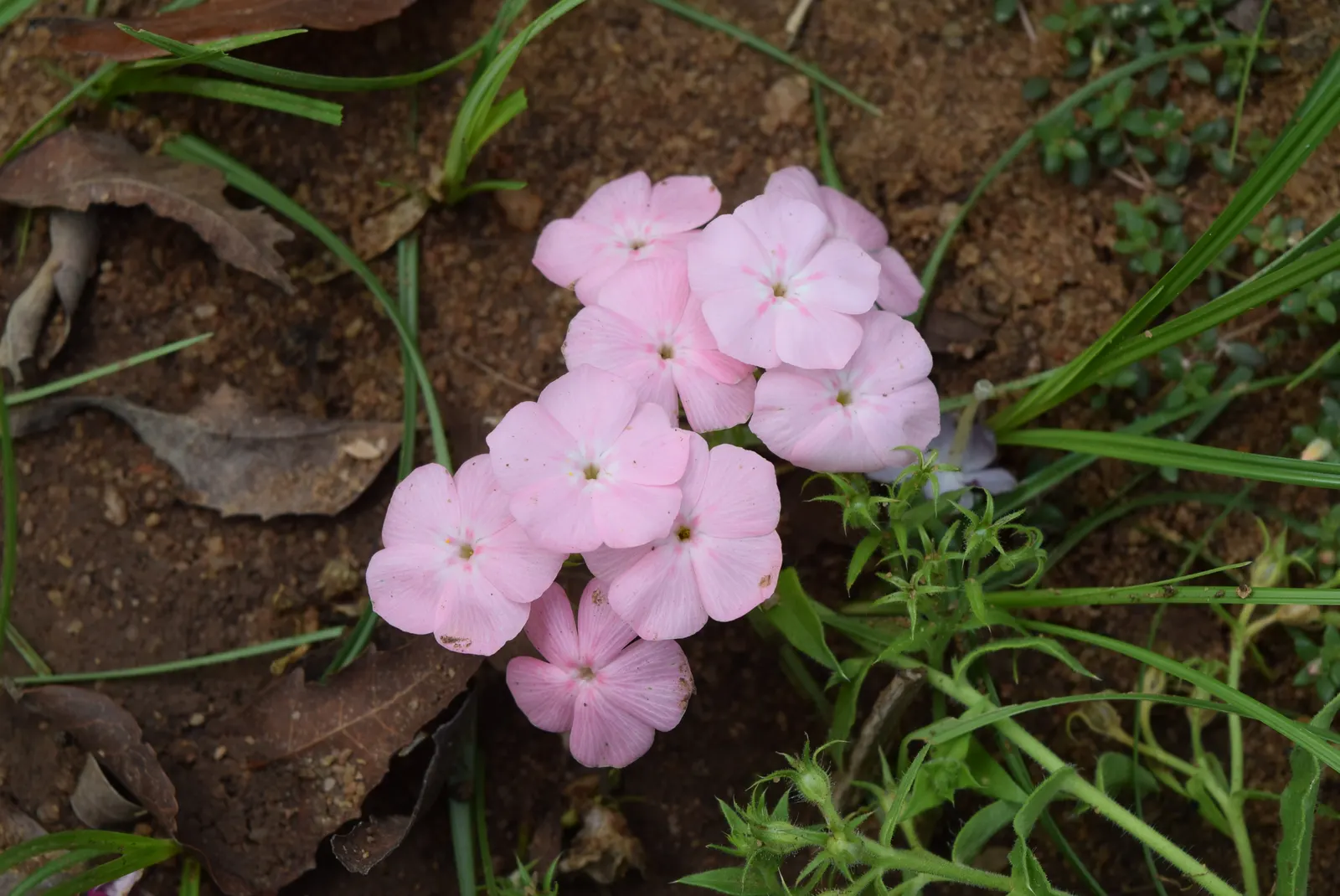 Annual Phlox (Phlox Drummondii) — showcasing a spectacle of colors ranging from white to pink