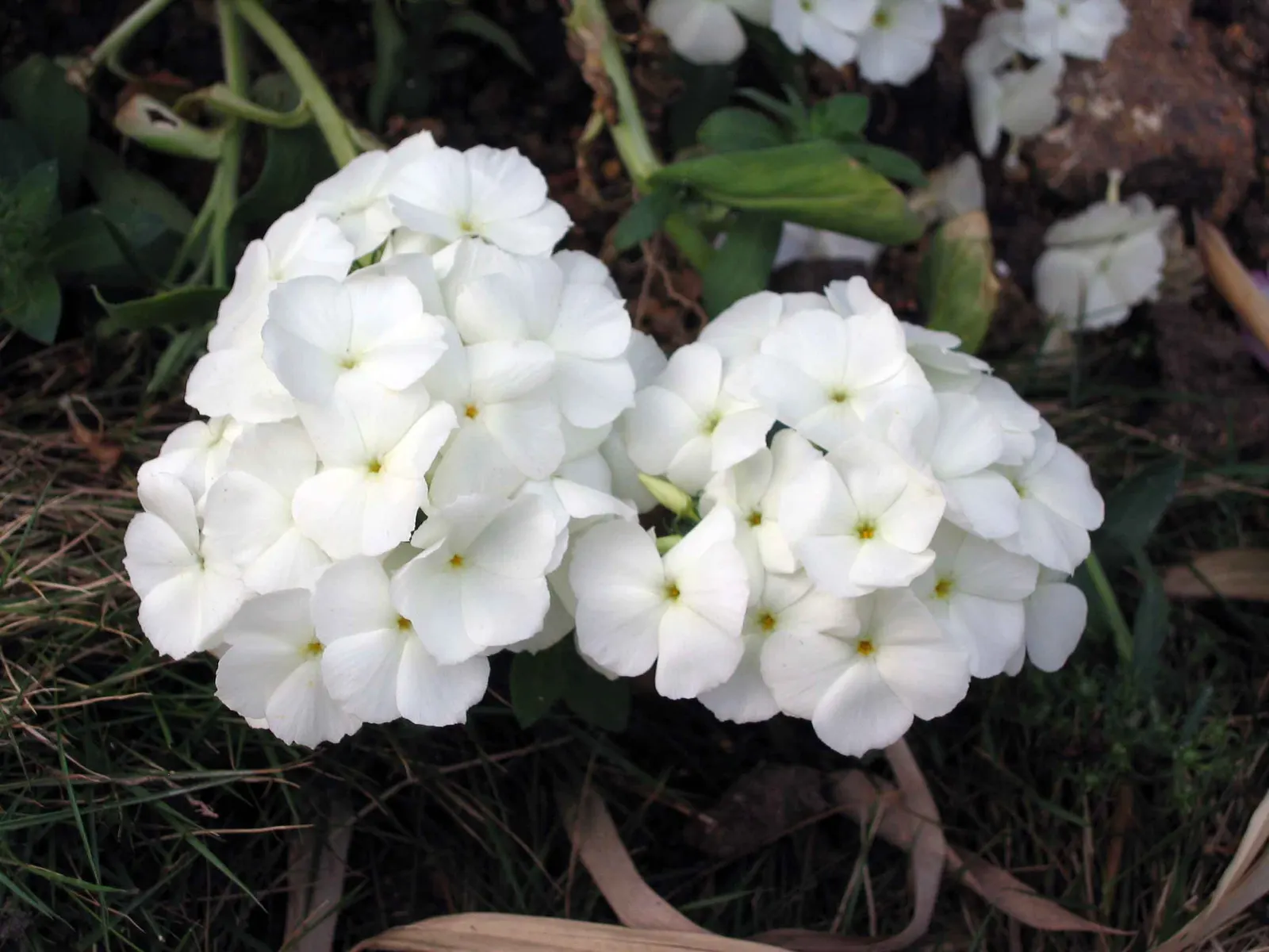 Annual Phlox (Phlox Drummondii) — but ensure proper spacing of about 10 to 12 inches apart to promote healthy air circulation and prevent mildew; originating