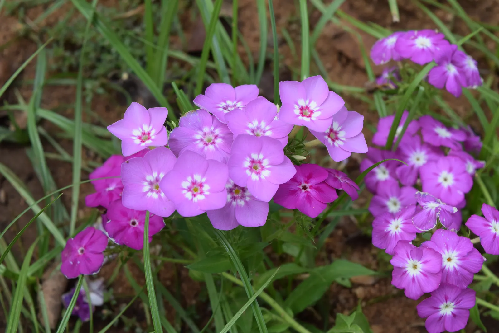 Annual Phlox (Phlox Drummondii) — showcasing a spectacle of colors ranging from white to pink; an area with at least 6 hours of direct sunlight and, image 99